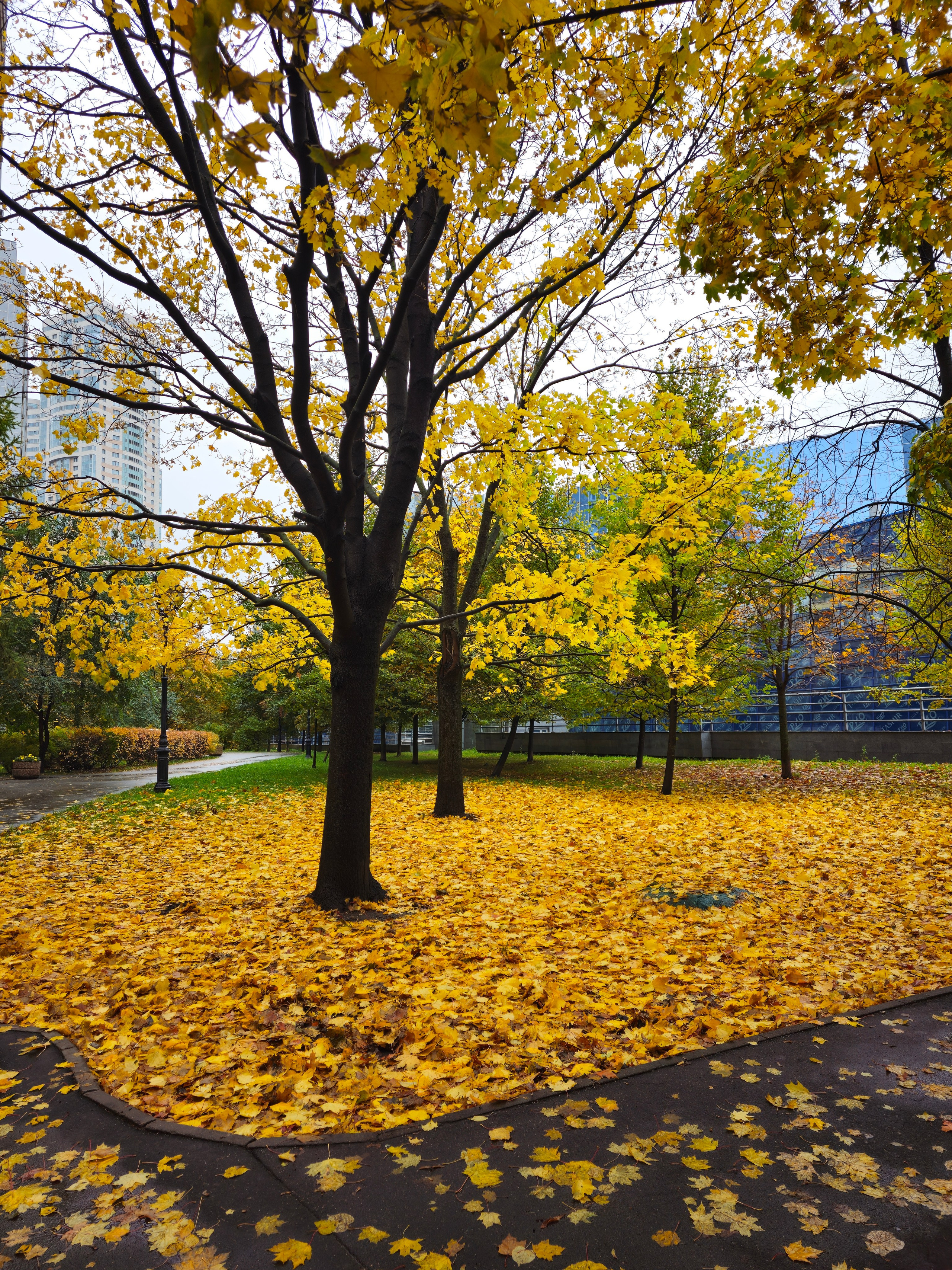 Золотой Ковер Листьев в Городском Парке. Сцена в городском парке, где земля между деревьями полностью покрыта плотным ковром ярких желтых листьев. Деревья на переднем плане имеют темные стволы и золотую листву. На заднем плане видны высокие городские здания. Городской парк осенью: земля покрыта золотистыми листьями, темные стволы деревьев и высокие здания на заднем плане.
