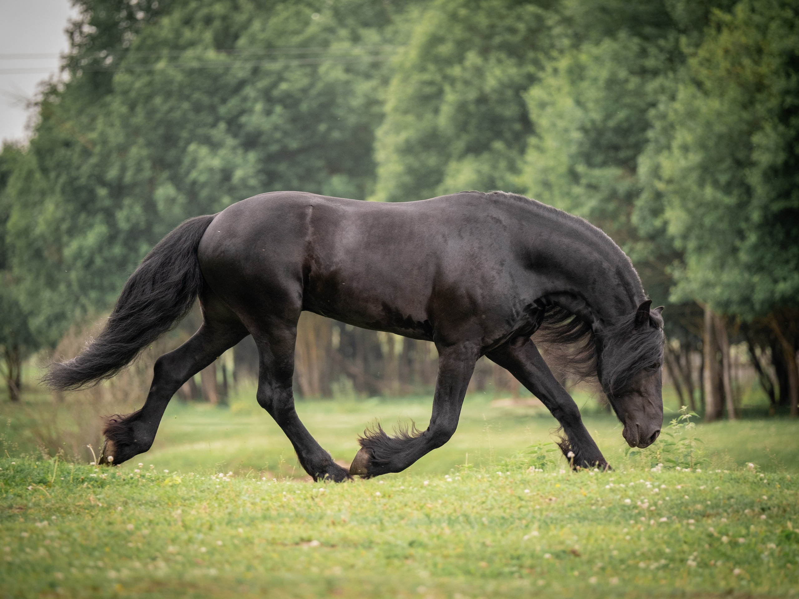 Жеребец фризской породы. Зоофотограф, фотограф животных в Москве и области Дина Дамоцева