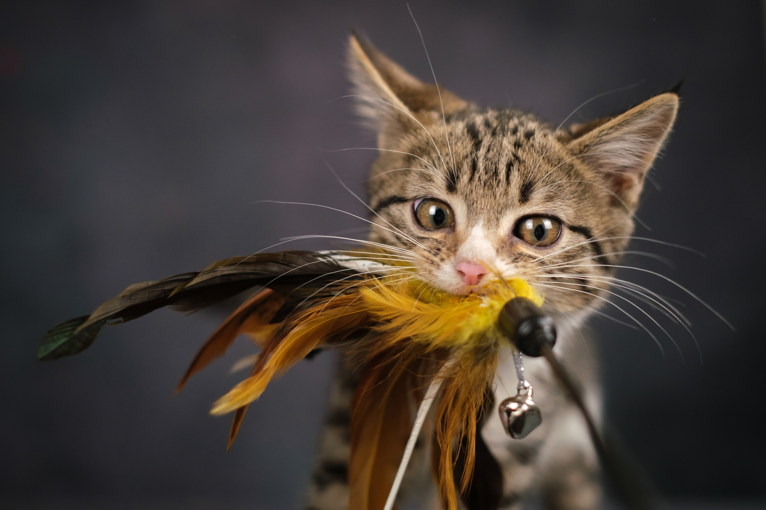 Котята для Ольги. Зоофотограф, фотограф животных в Москве и области Дина Дамоцева