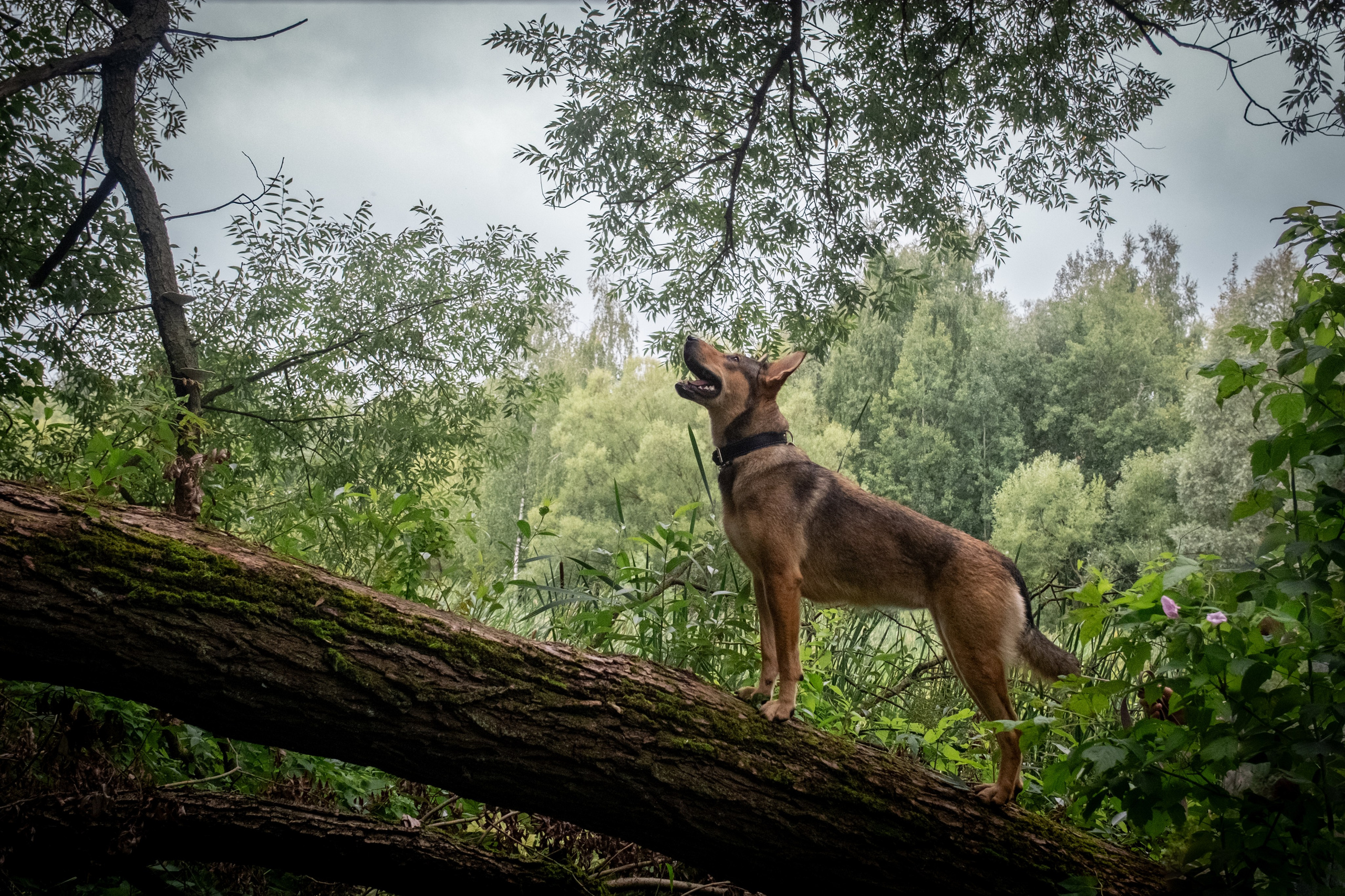 Надя и Луна. Зоофотограф, фотограф животных в Москве и области Дина Дамоцева