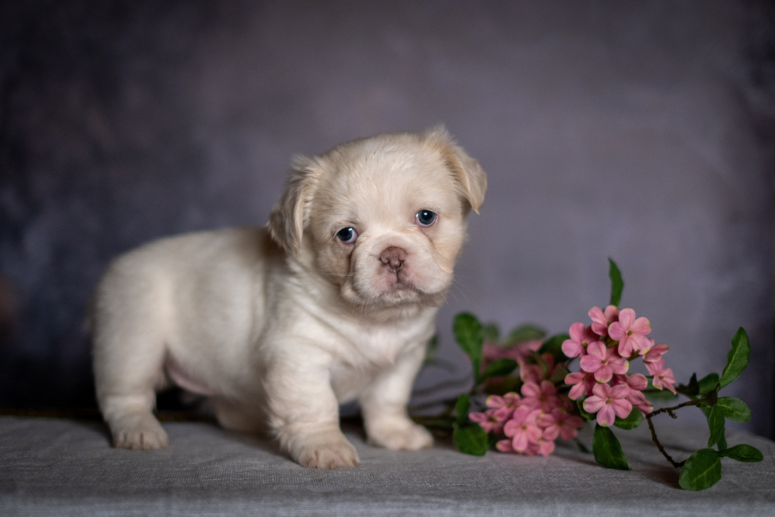 Веселая компания для Аллы) французы флаффи, пудели, ориенталы. Зоофотограф, фотограф животных в Москве и области Дина Дамоцева