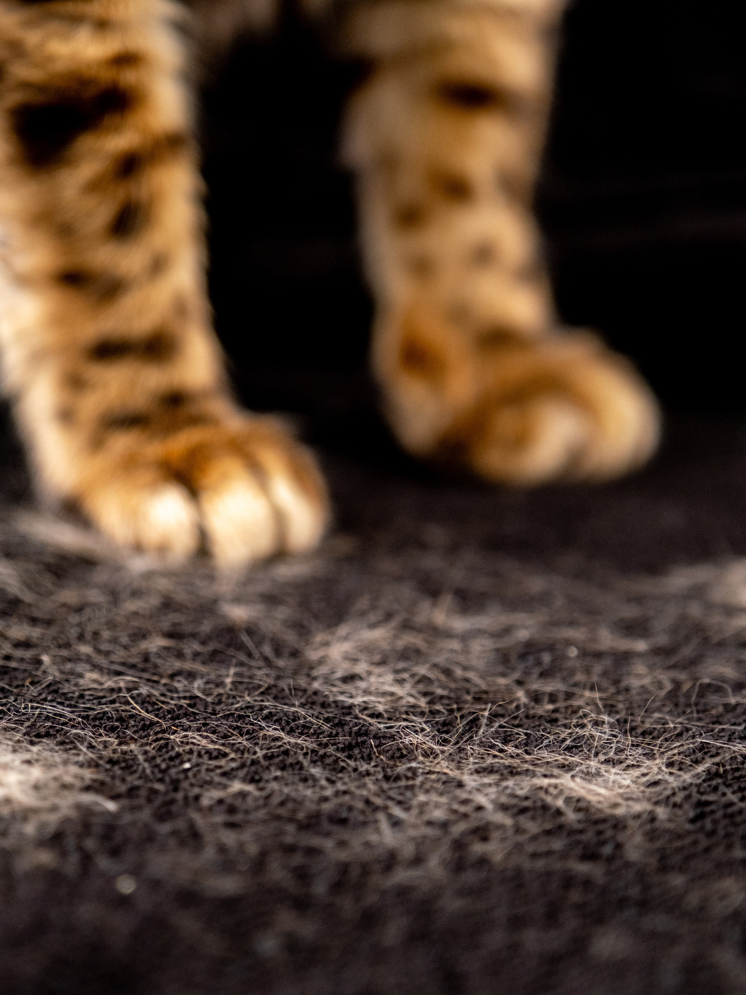 Пуходерка и ролик для очистки одежды для Александра!. Зоофотограф, фотограф животных в Москве и области Дина Дамоцева