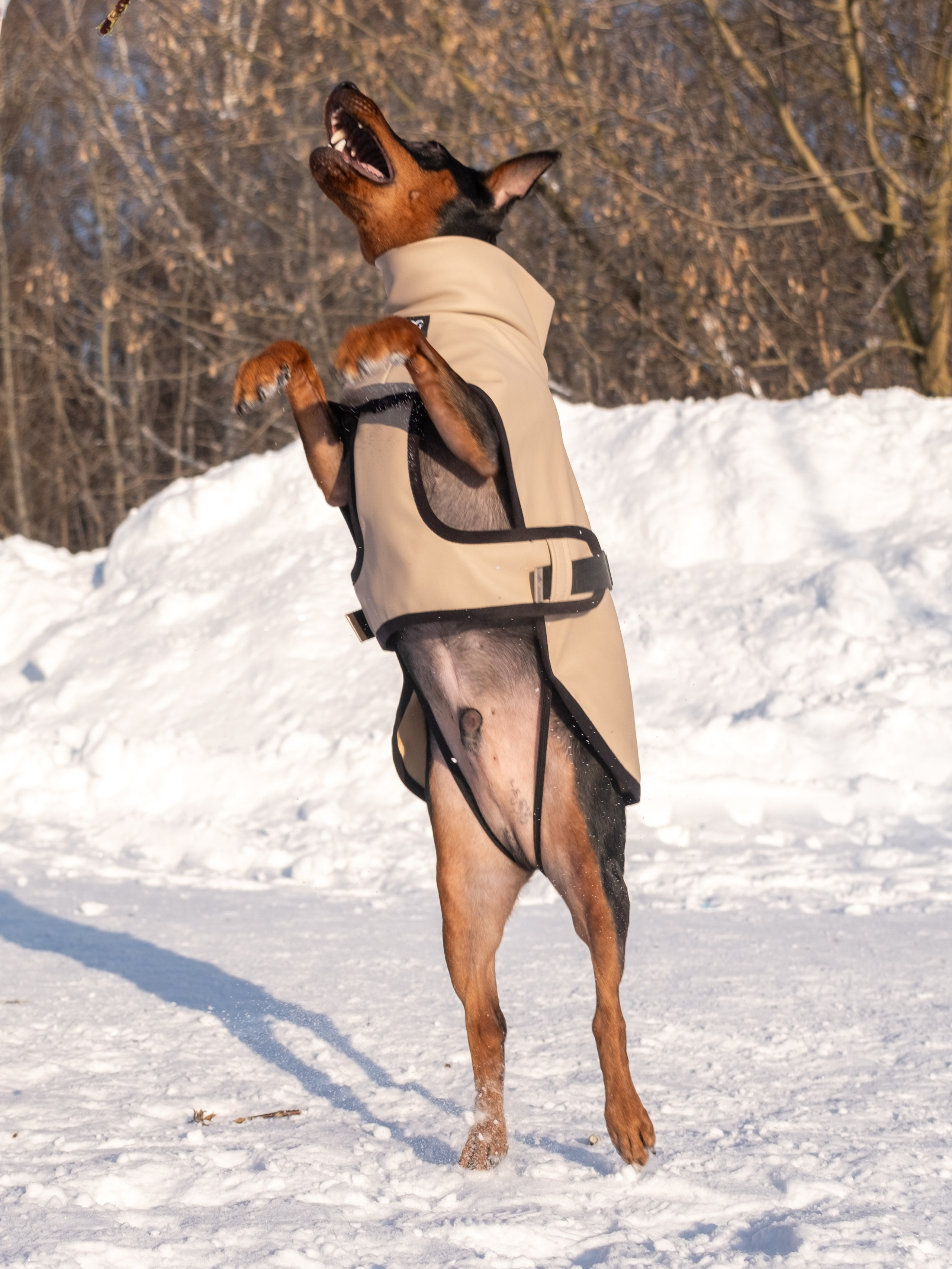 Одежда для собак. Заказчик — Екатерина!. Зоофотограф, фотограф животных в Москве и области Дина Дамоцева