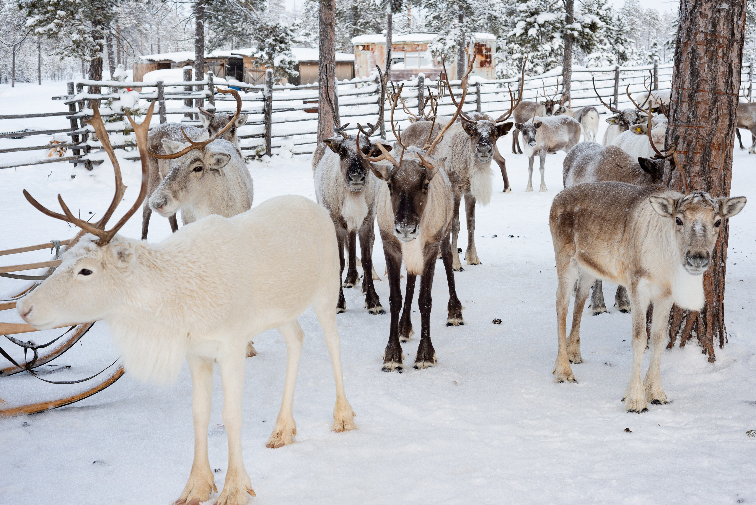 Северные Олени. Фотография — это миг, который фиксирует вечность