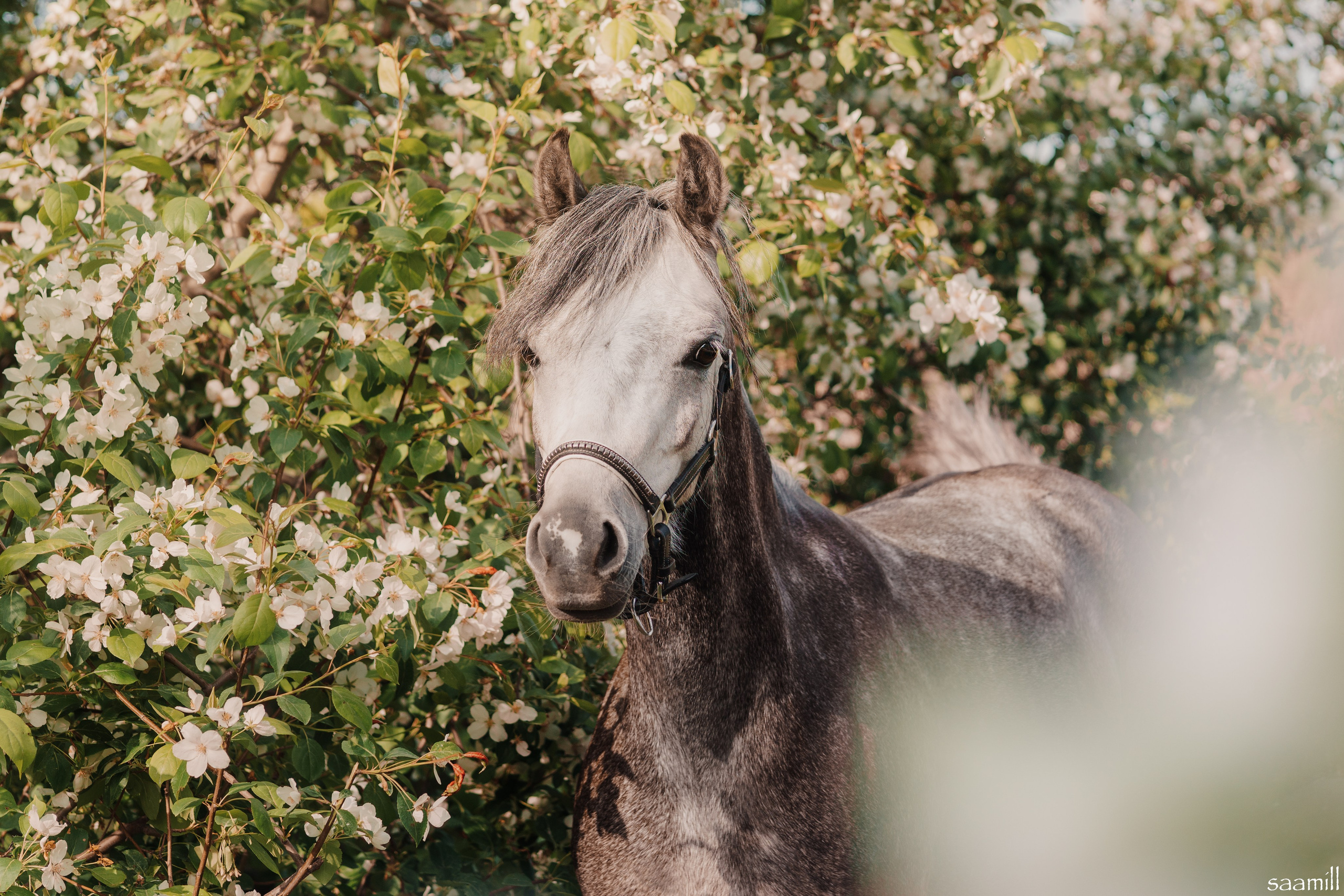 Life with horse. Saamill