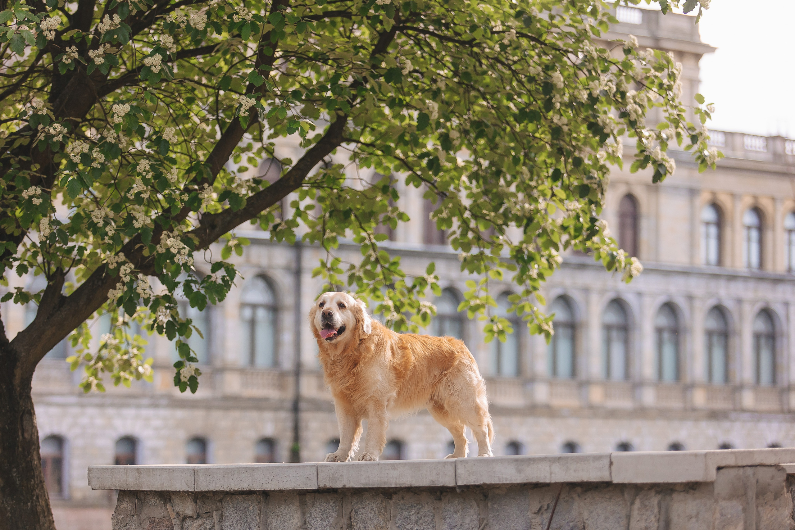 Золотистый ретривер Кант, Калининград. Свадебный и женский фотограф