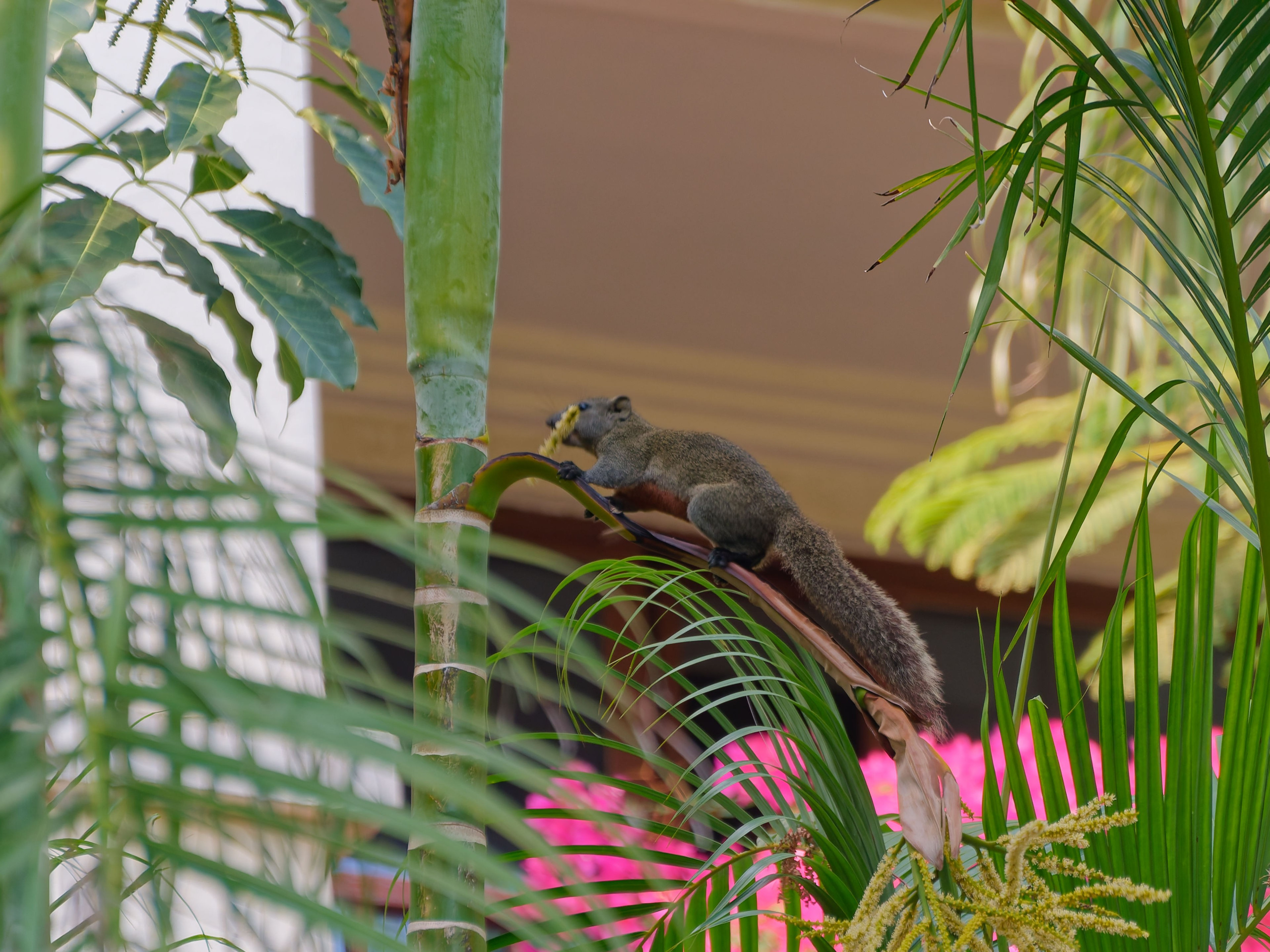 Хайнань 2026, белки. Фотопрогулки по Миру