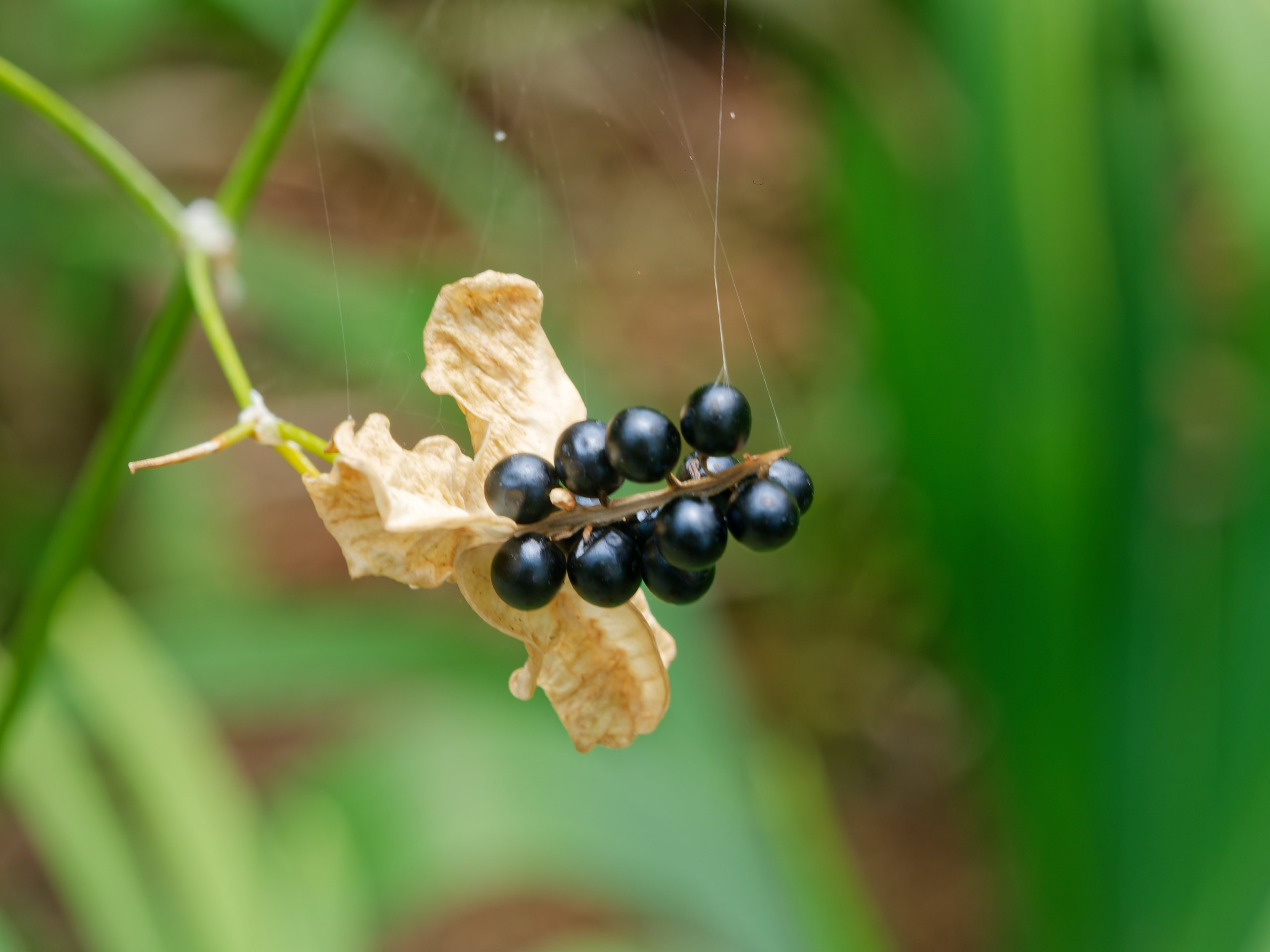 Хайнань 2026, флора, цветы и деревья. Фотопрогулки по Миру