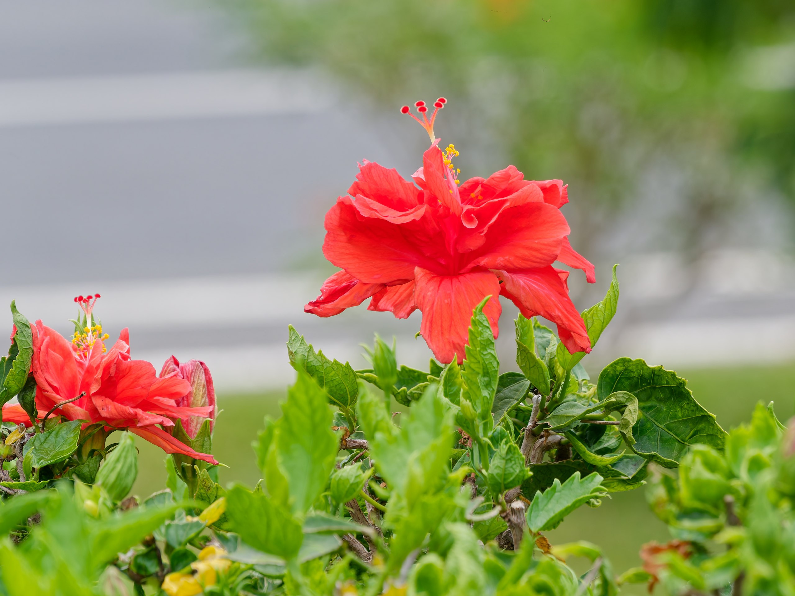 Хайнань 2026, флора, цветы и деревья. Фотопрогулки по Миру