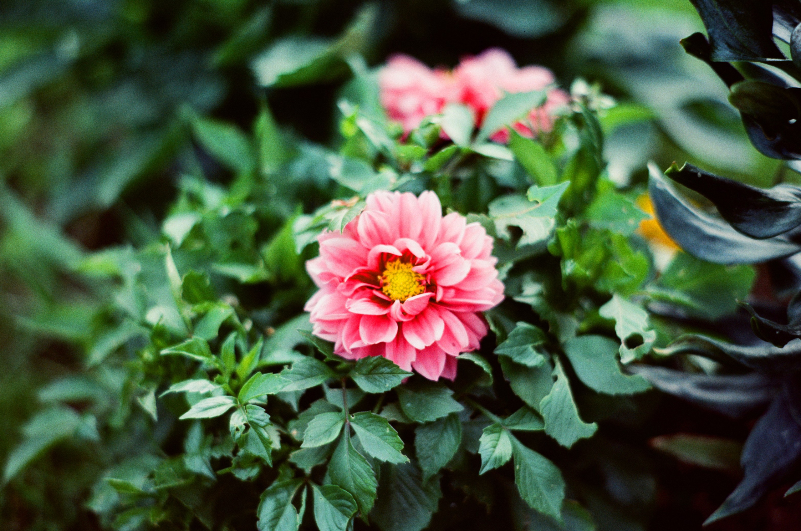 Canon 33V — Minolta MC Rokkor-PF 85 mm f1.7 | SFL 200T | июль 2025 г