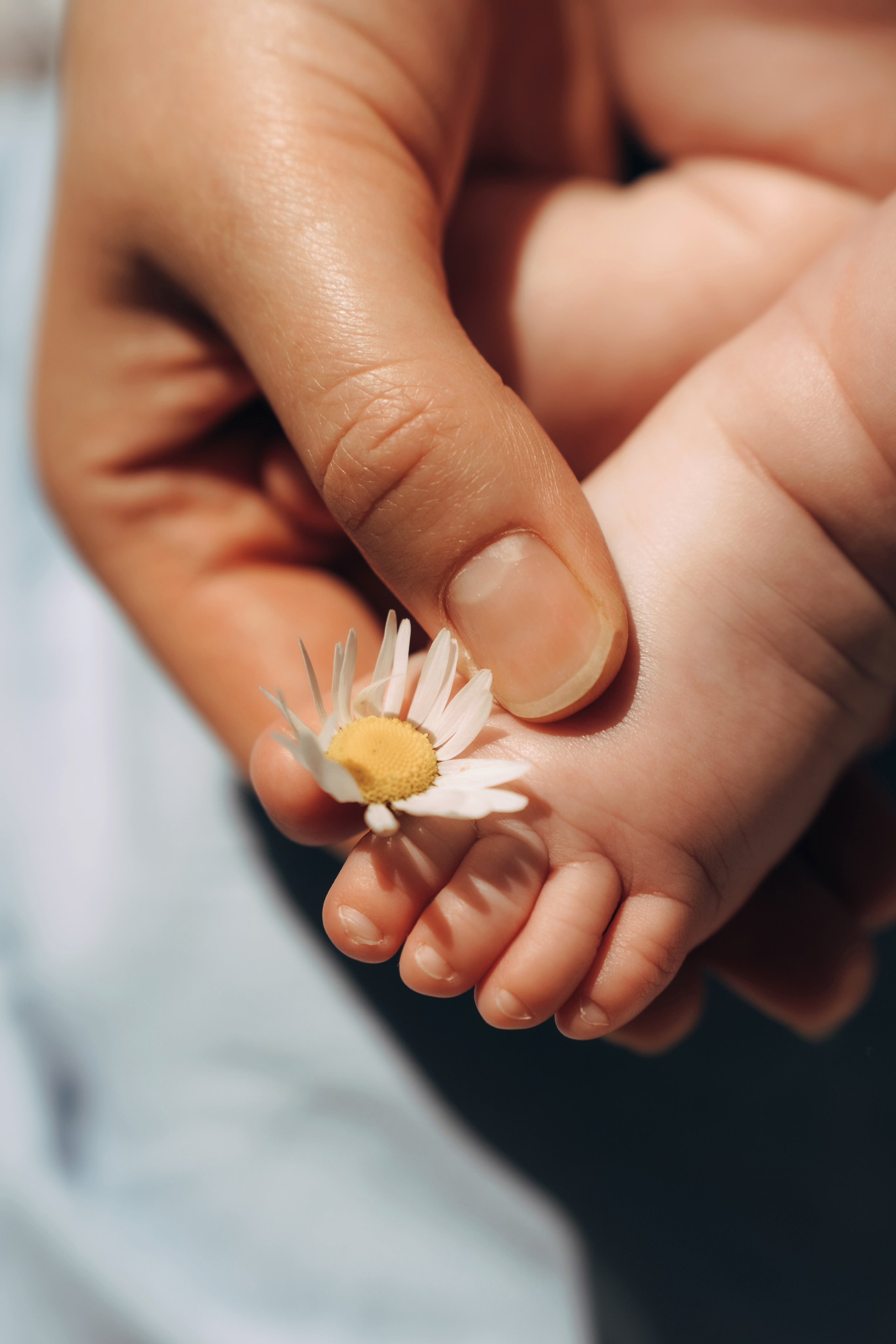 Ромашки. Ваш семейный фотограф в Минске — Вика Трегубова