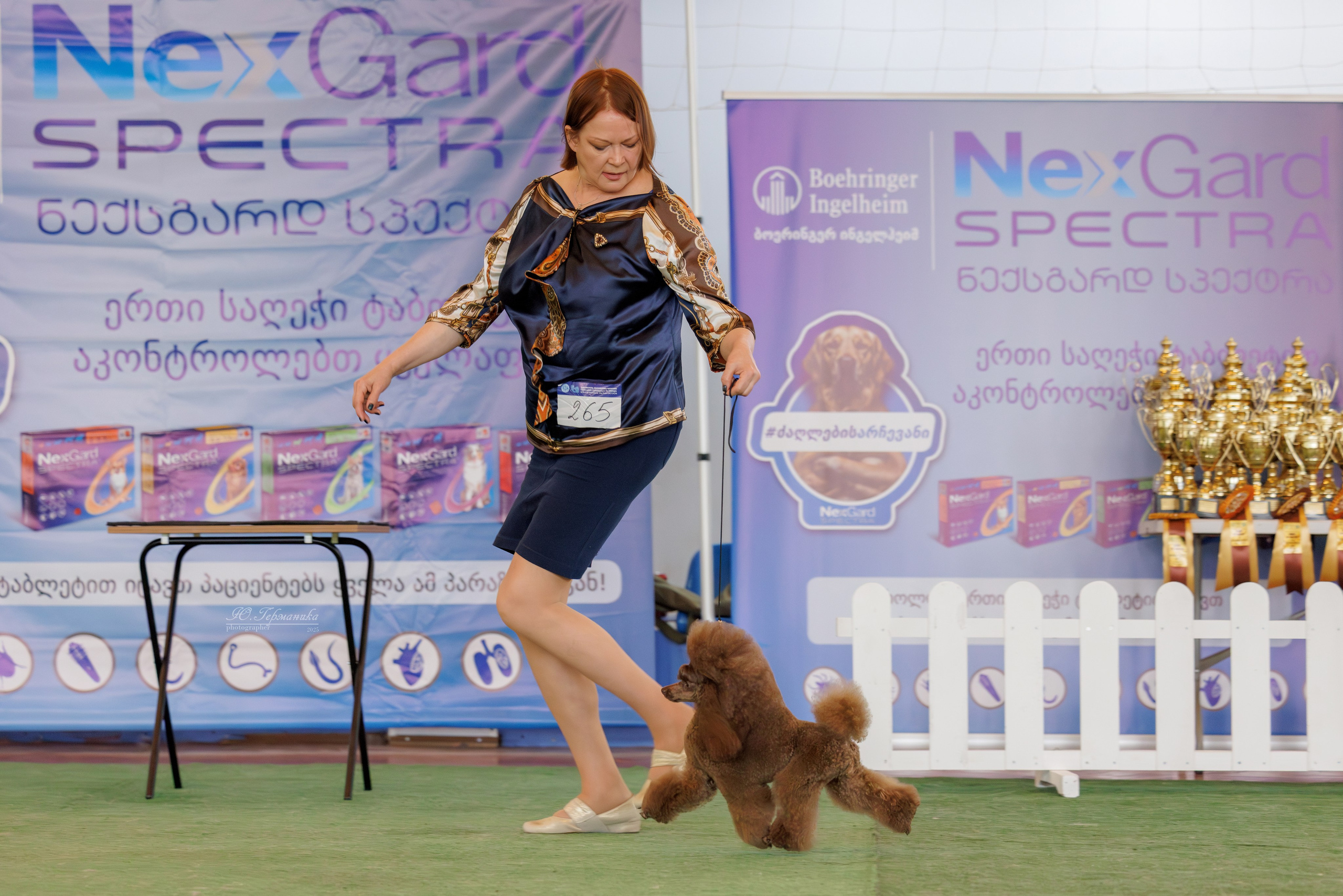 Батуми 3хCACIB 27-29.06.2025. Фотограф-анималист Юлия Германика