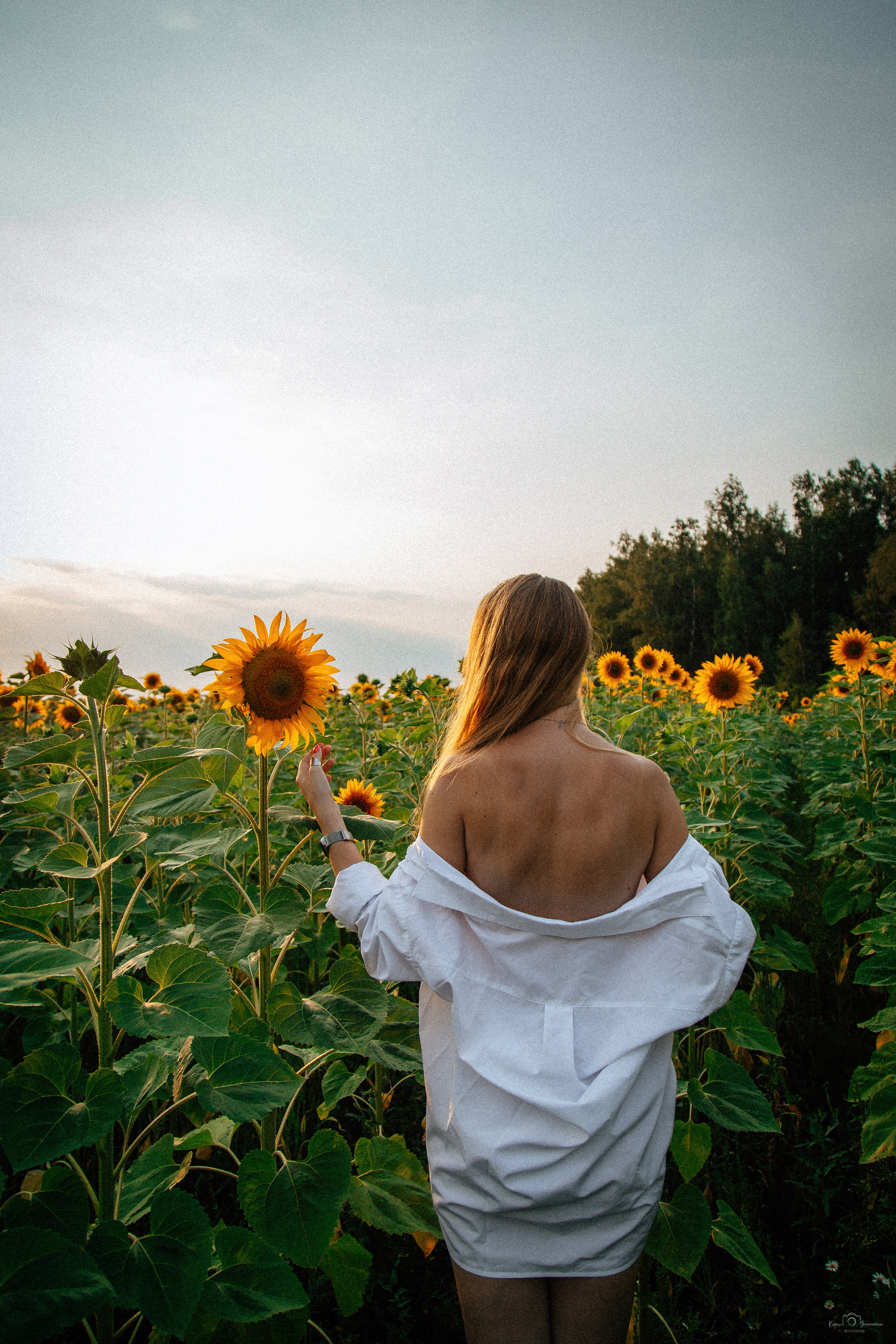 Анастасия (2022 поле подсолнечника). Фотограф Челябинск — Кирилл Устюжанин