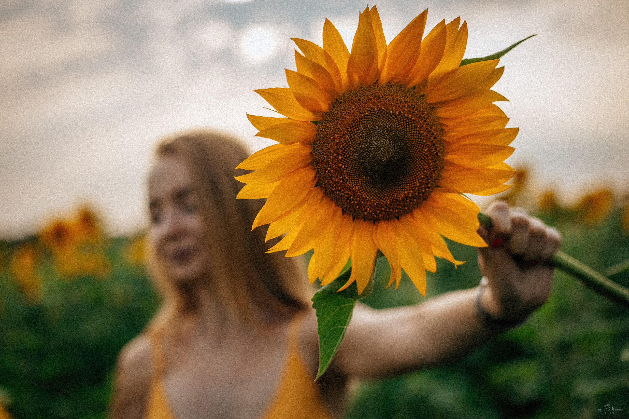 Анастасия (2022 поле подсолнечника). Фотограф Челябинск — Кирилл Устюжанин