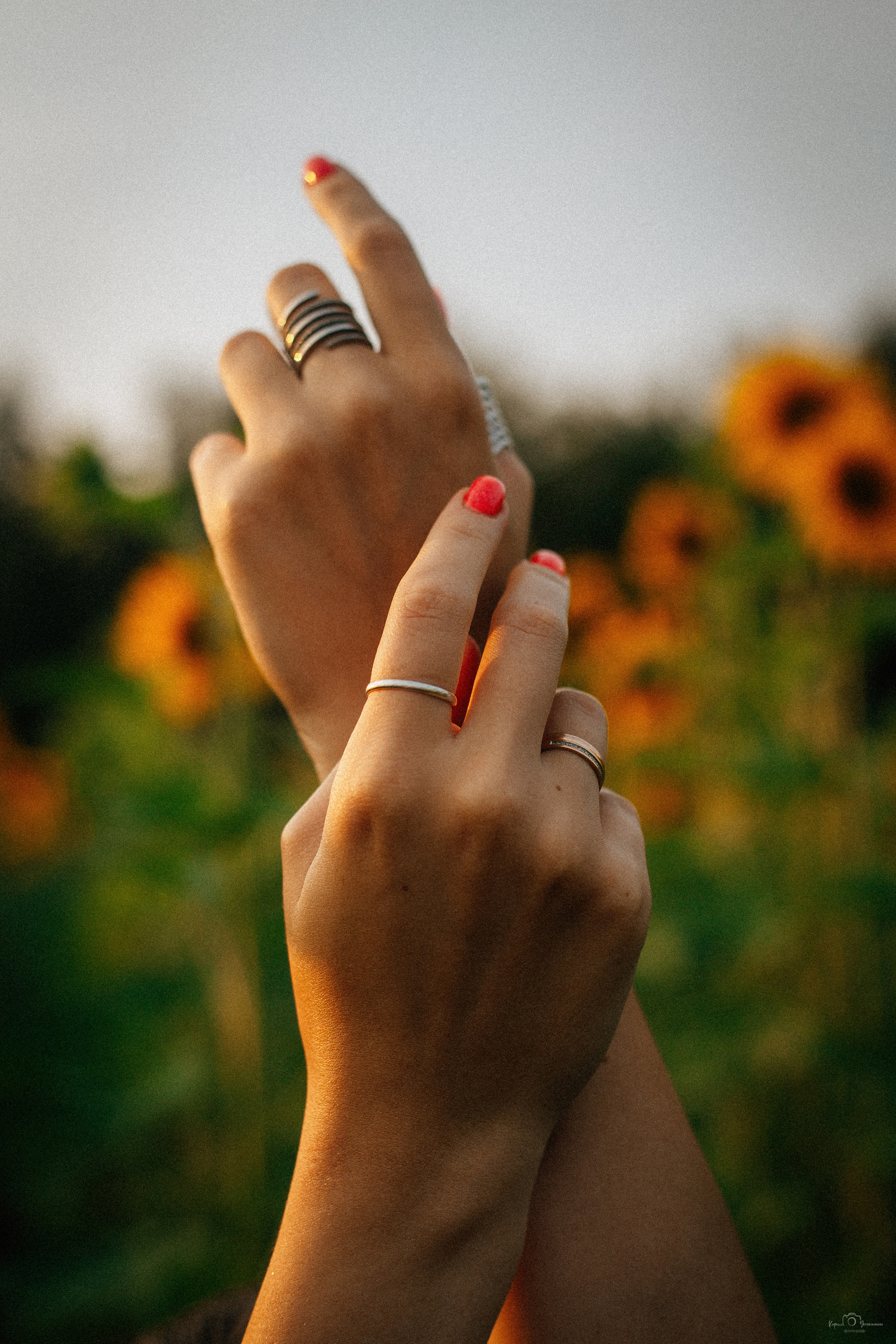 Анастасия (2022 поле подсолнечника). Фотограф Челябинск — Кирилл Устюжанин