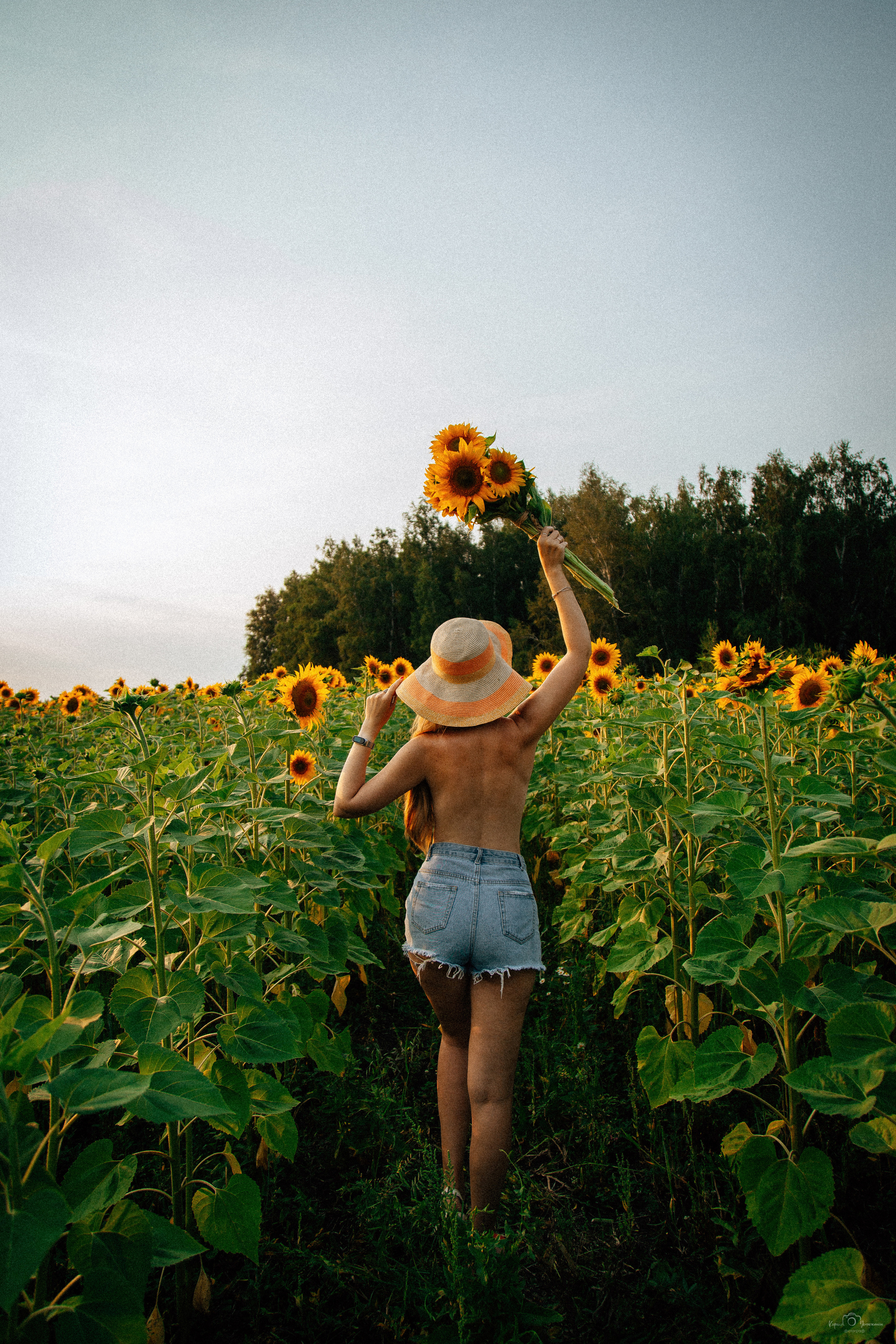 Анастасия (2022 поле подсолнечника). Фотограф Челябинск — Кирилл Устюжанин
