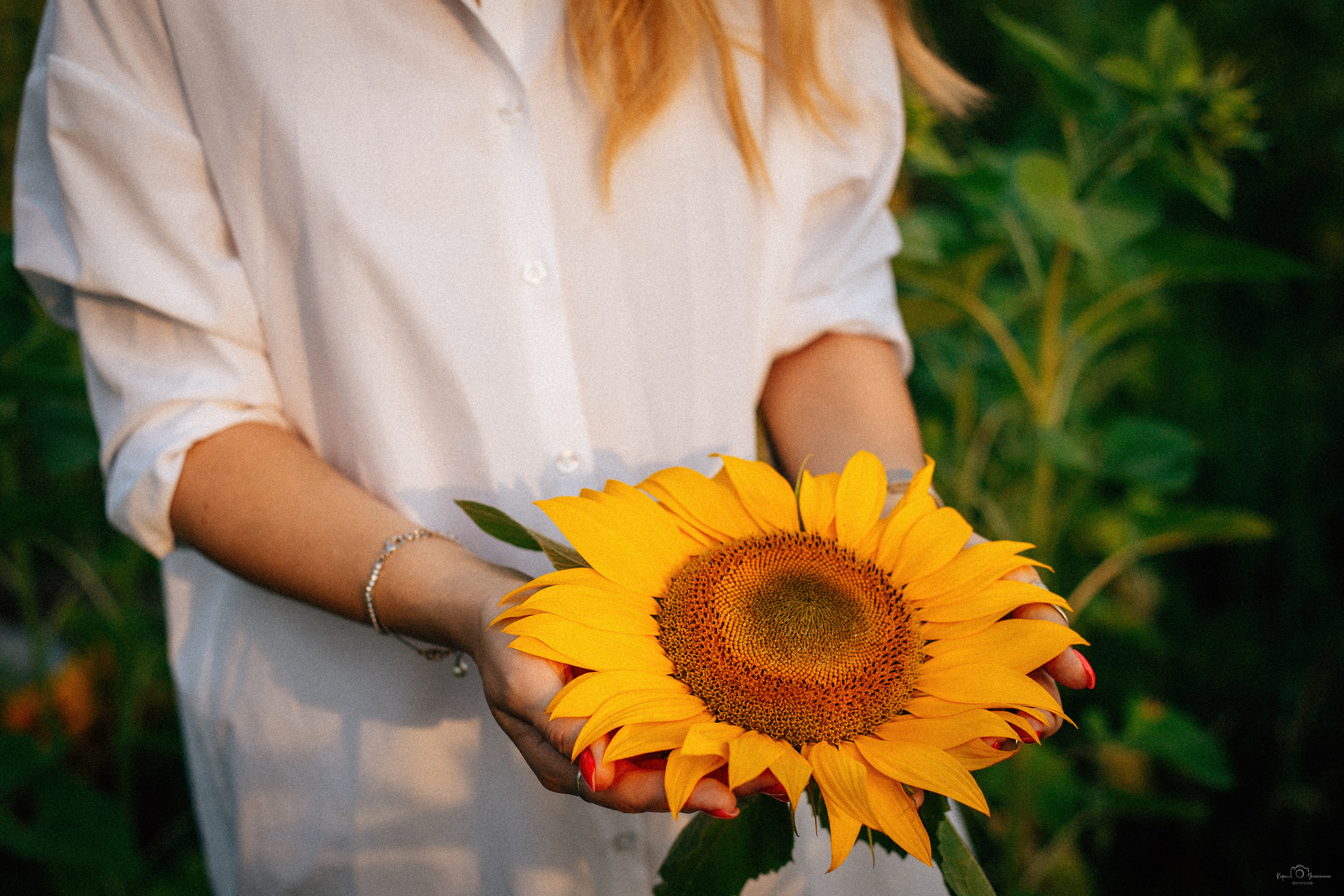 Анастасия (2022 поле подсолнечника). Фотограф Челябинск — Кирилл Устюжанин