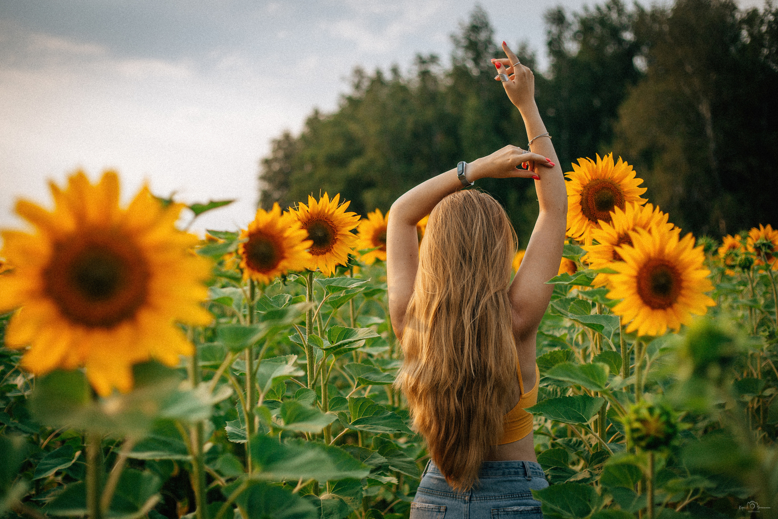 Анастасия (2022 поле подсолнечника). Фотограф Челябинск — Кирилл Устюжанин