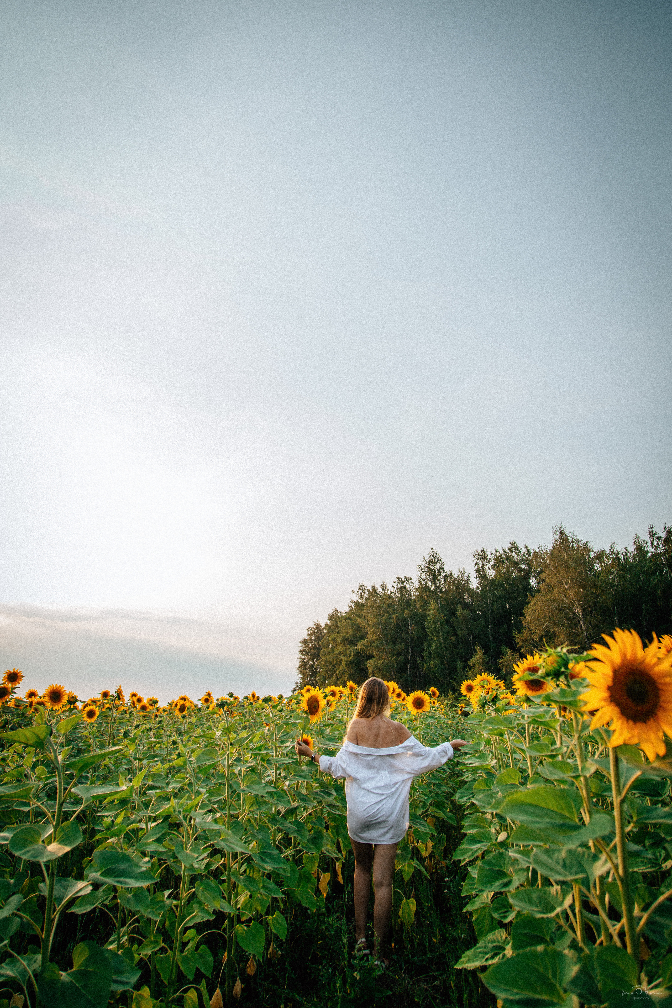Анастасия (2022 поле подсолнечника). Фотограф Челябинск — Кирилл Устюжанин
