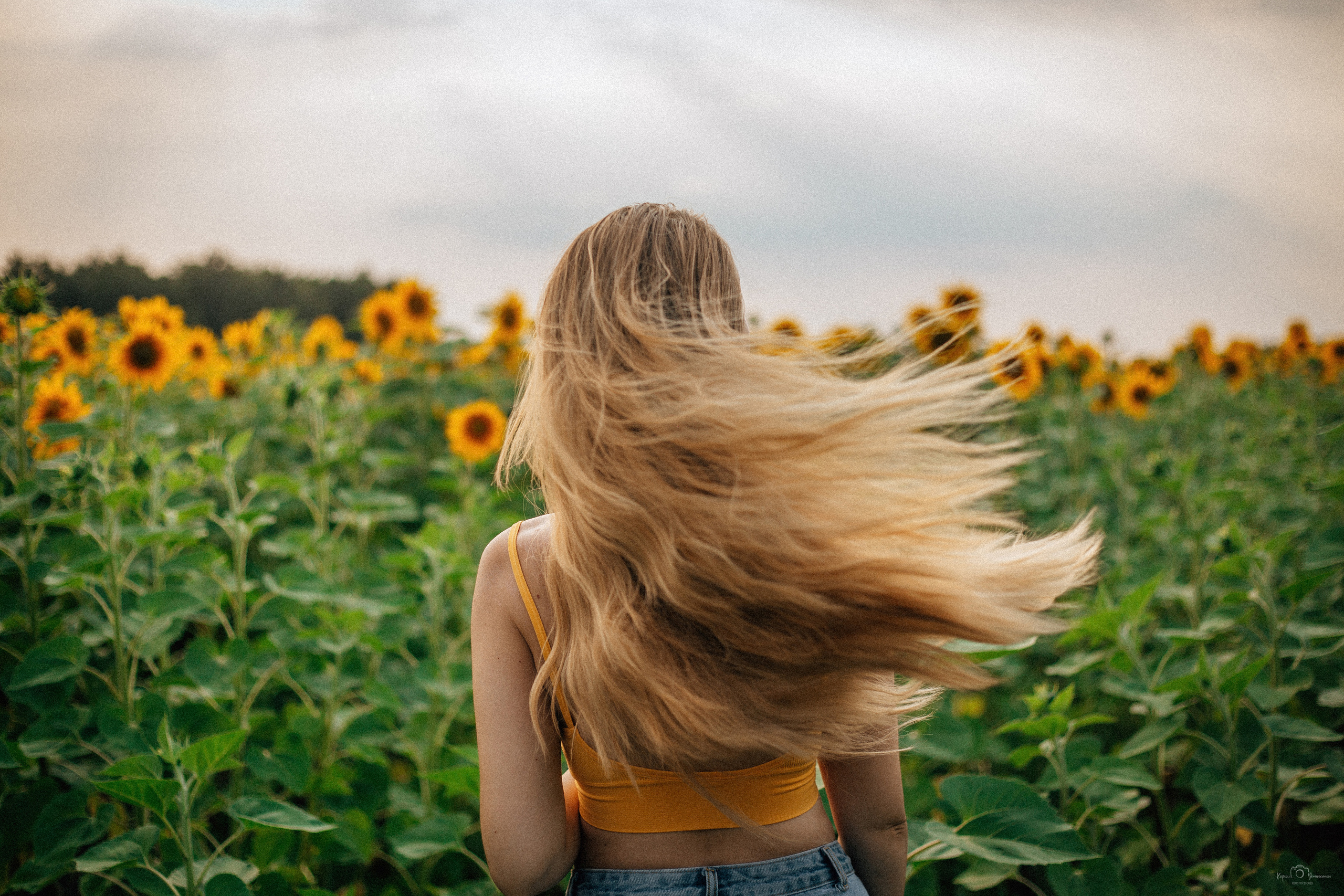 Анастасия (2022 поле подсолнечника). Фотограф Челябинск — Кирилл Устюжанин