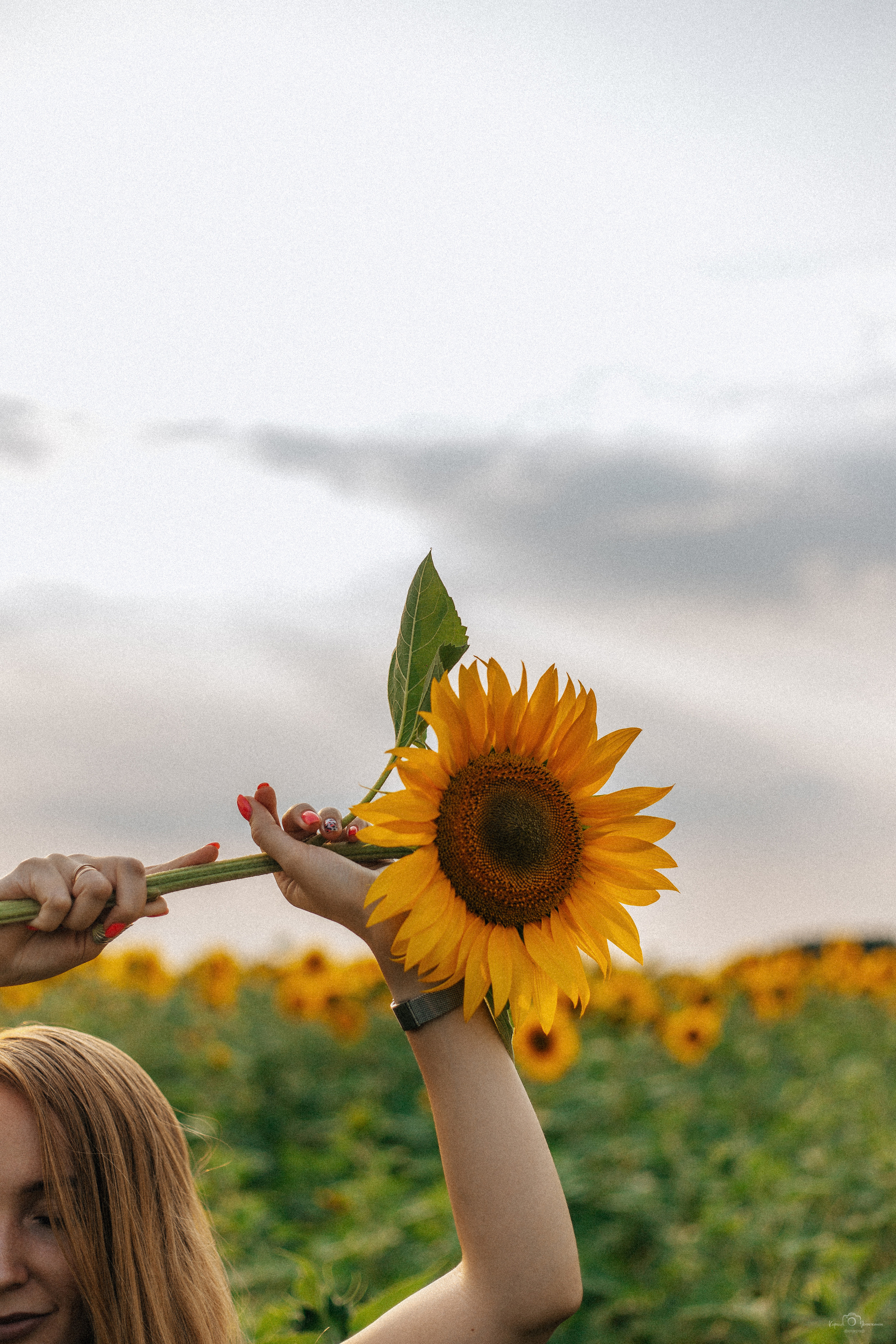 Анастасия (2022 поле подсолнечника). Фотограф Челябинск — Кирилл Устюжанин
