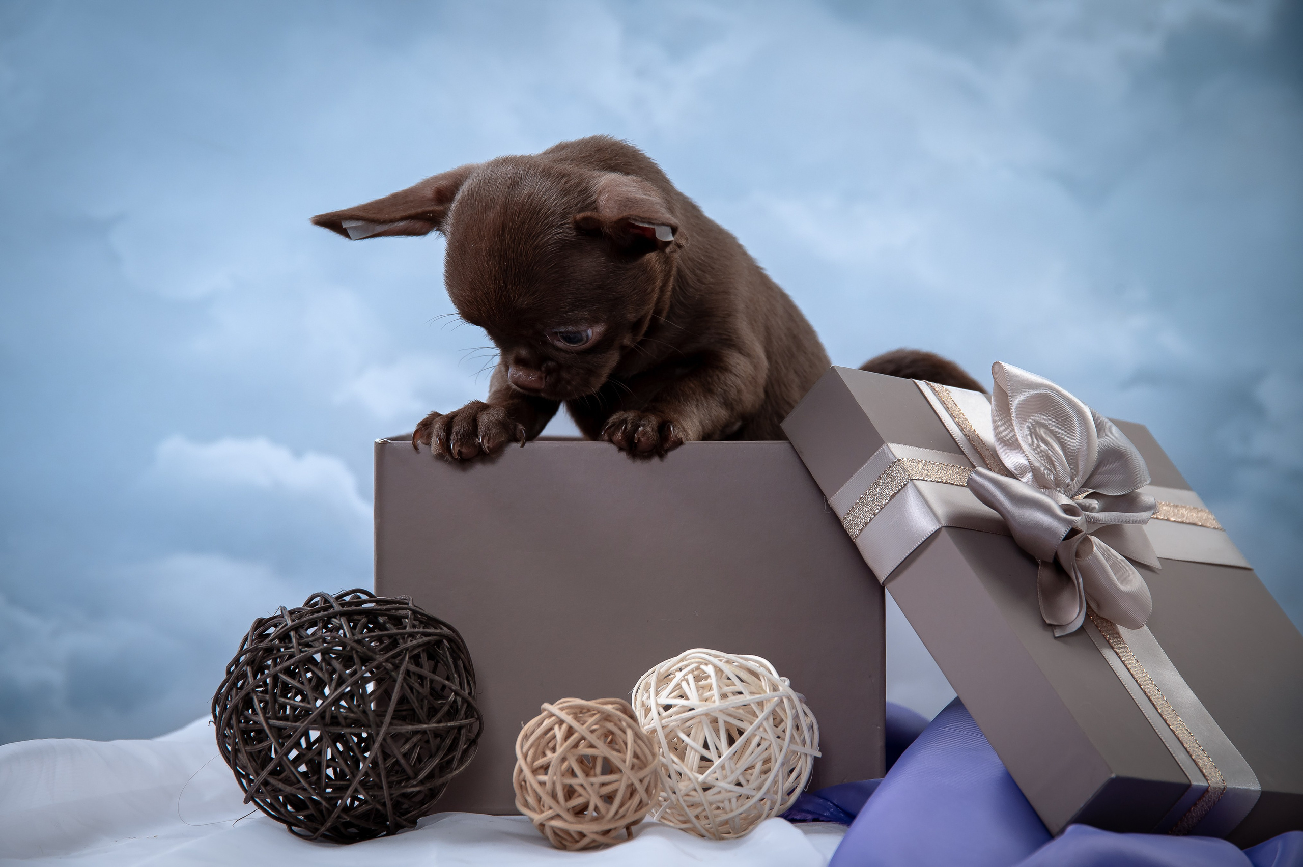 Щенки. Фотограф-анималист в Санкт-Петербурге Анастасия Иванова