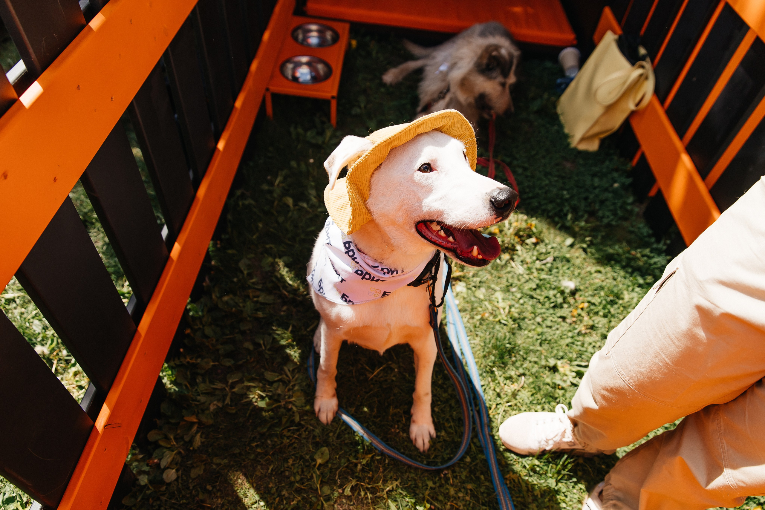 ФЕСТИВАЛЬ VK «ЛАПКИ» | 2025, МОСКВА. Five Media — репортажный фотограф Москва | Мск