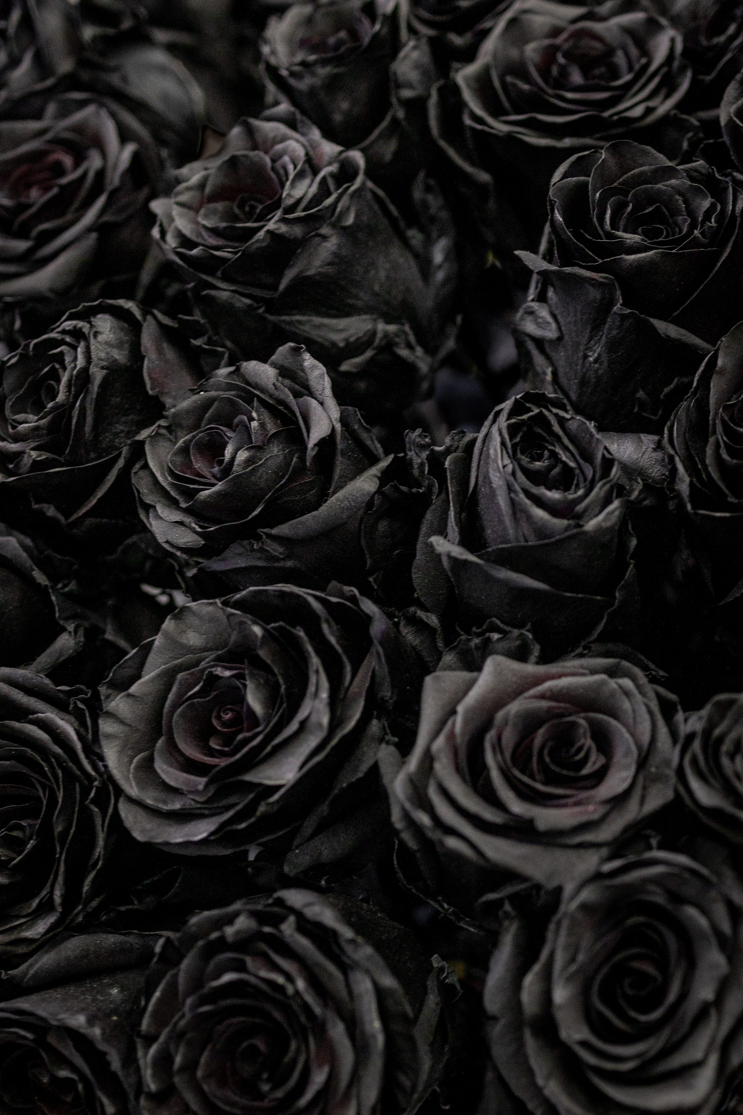 Цветы-Экспо 2025. Фотосессии и репортаж — Фотограф в Москве — Рина Серёгина