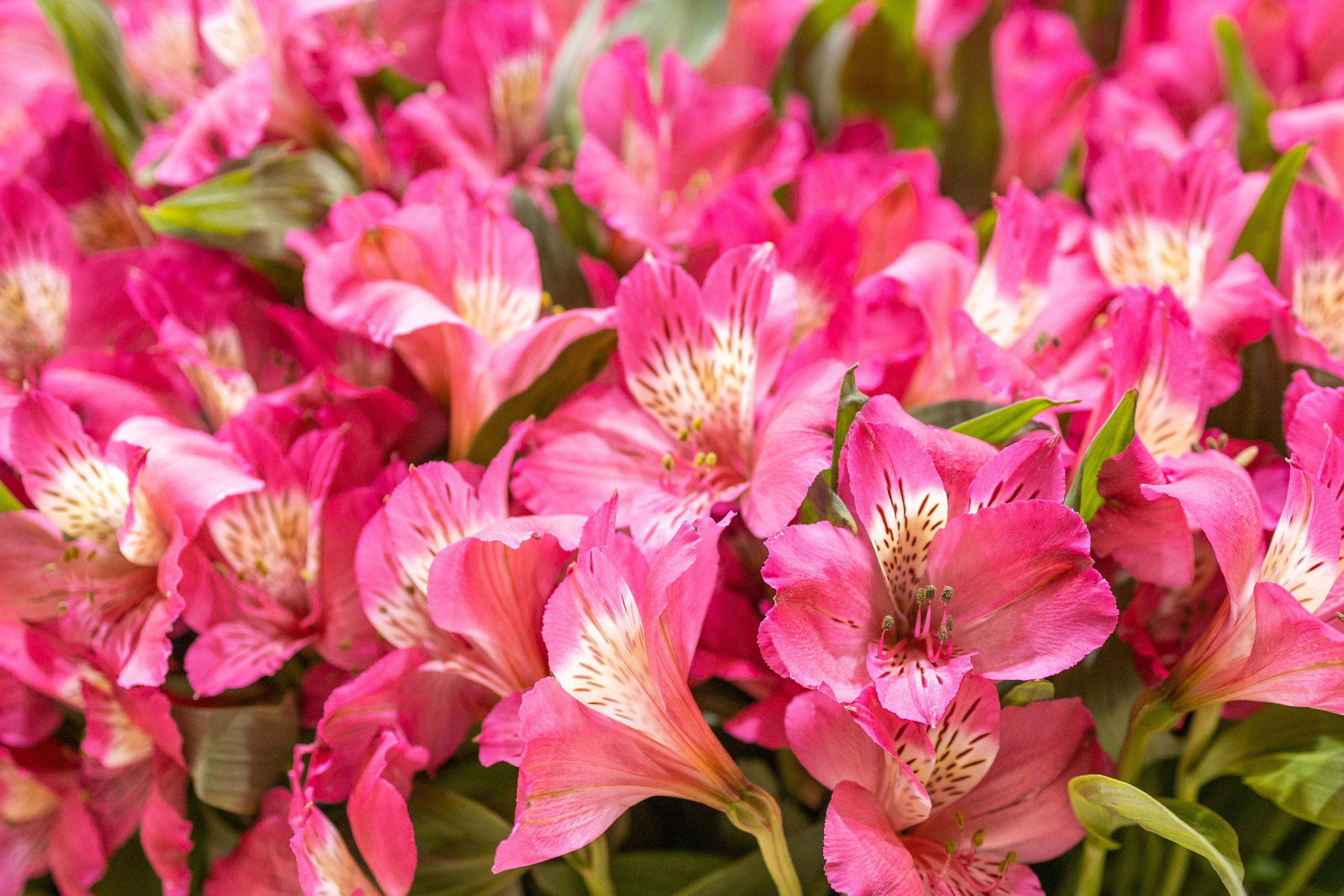 Цветы-Экспо 2025. Фотосессии и репортаж — Фотограф в Москве — Рина Серёгина