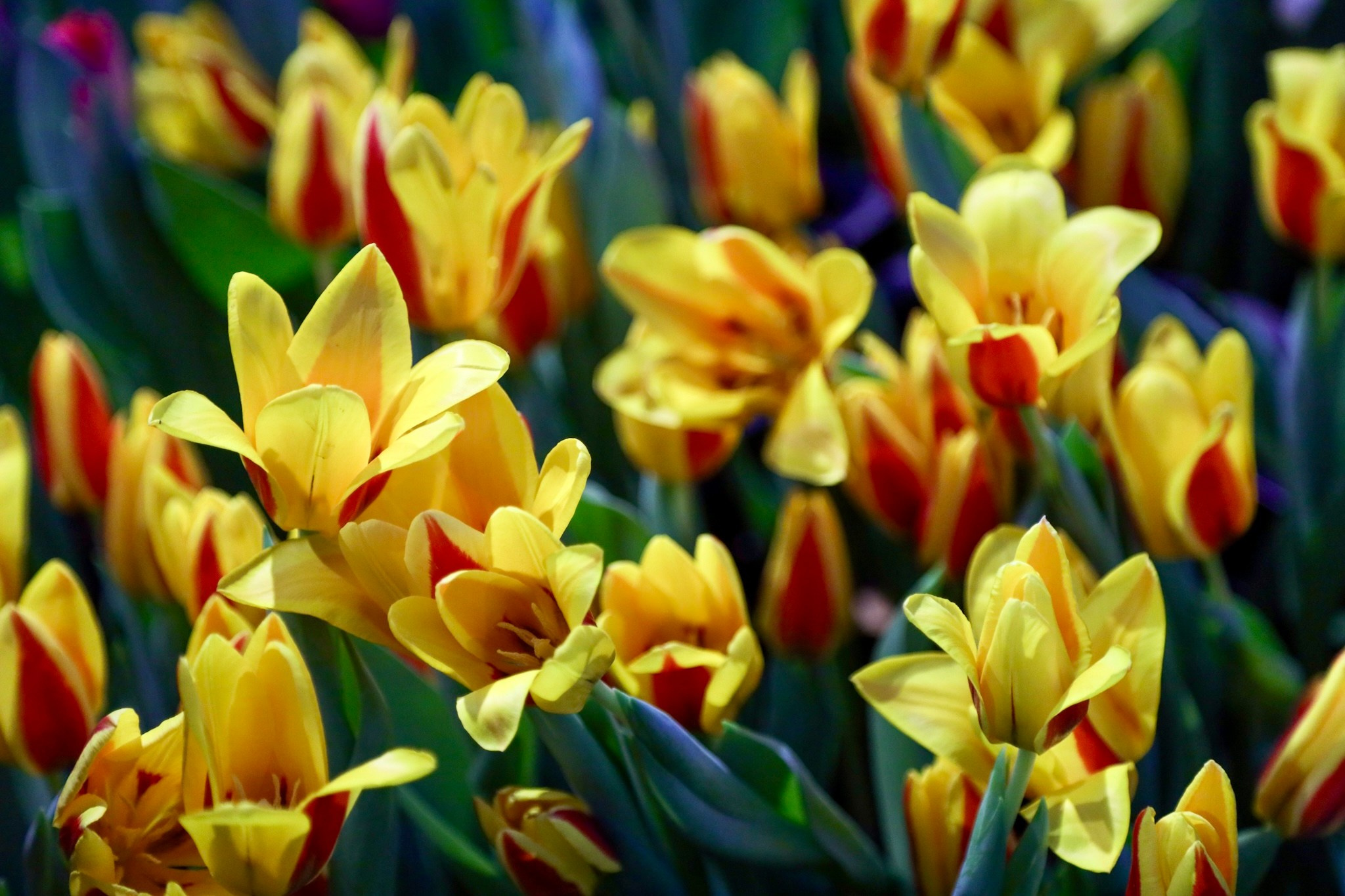 Фотографии с выставки Репетиция весны. Фотосессии и репортаж — Фотограф в Москве — Рина Серёгина