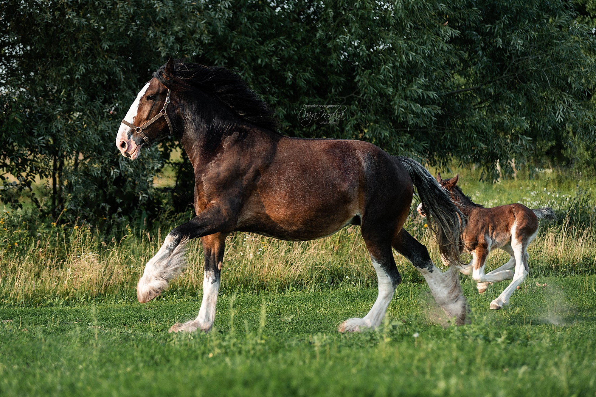 Рапунцель и Квини. Конный фотограф Куракина Дарья • Фотосессии с лошадьми