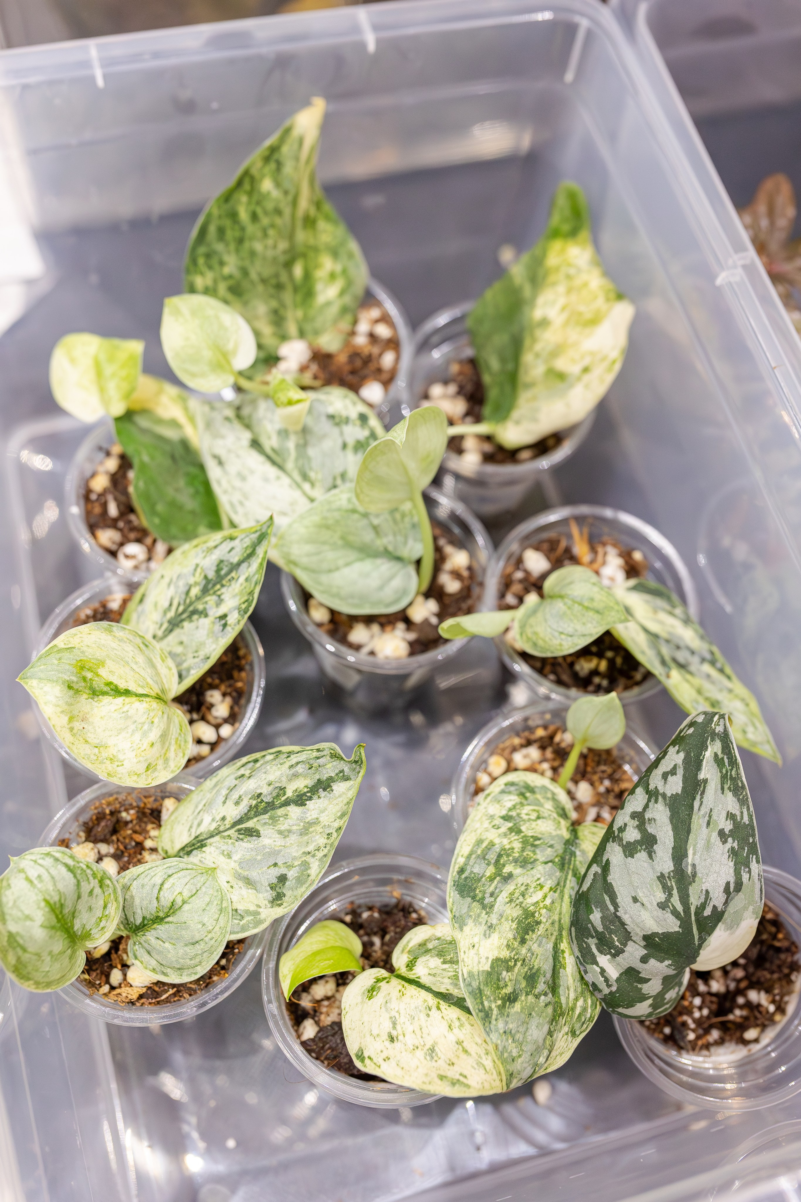 Монстериум апрель 2026. Александра Куликова фотограф, Москва