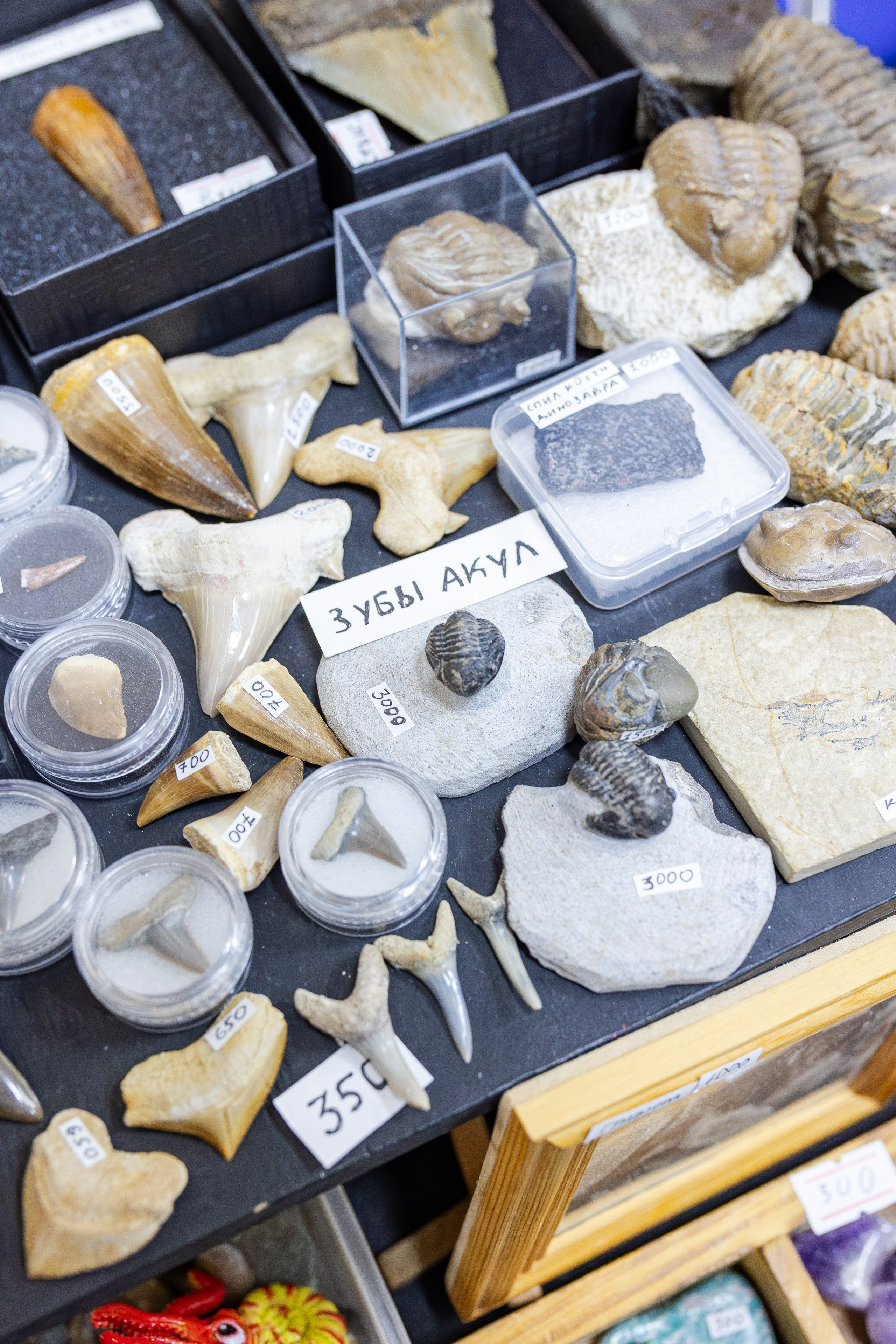 Монстериум апрель 2026. Александра Куликова фотограф, Москва