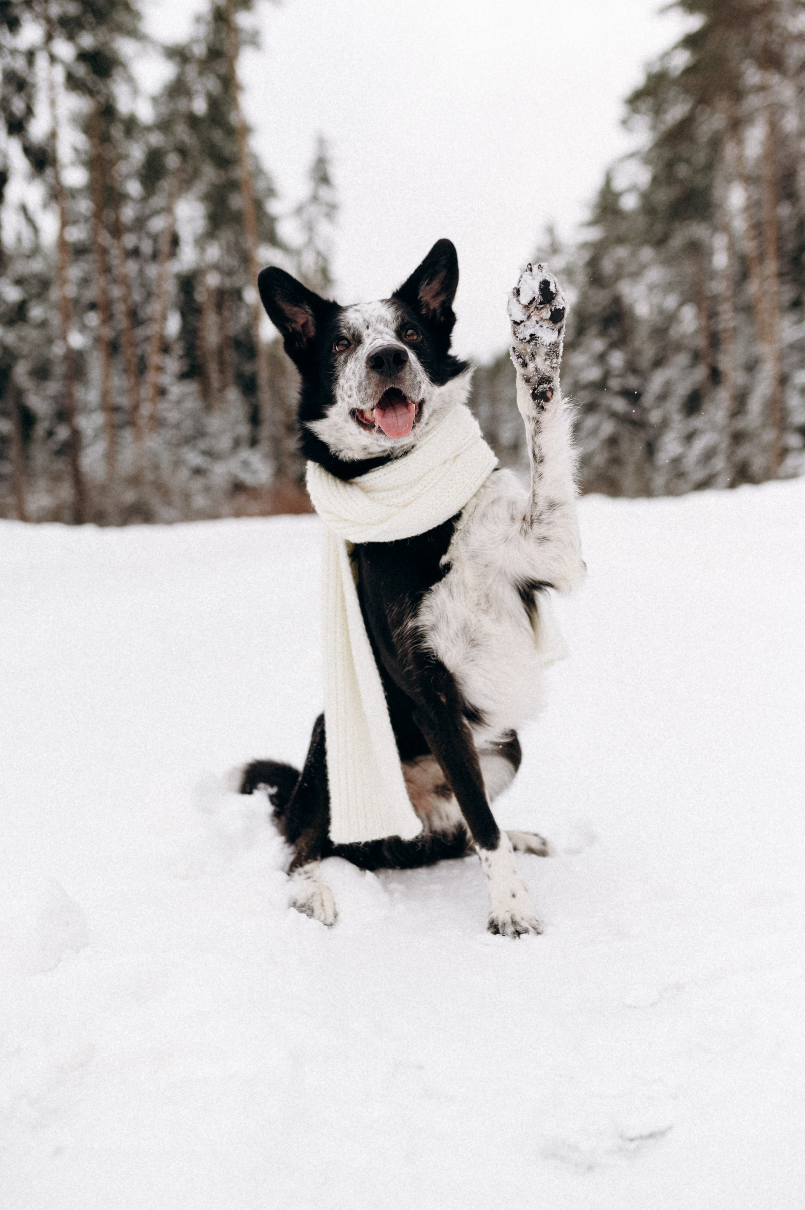Аня и Милан. Фотограф анималист в Москве Ольга Агушева