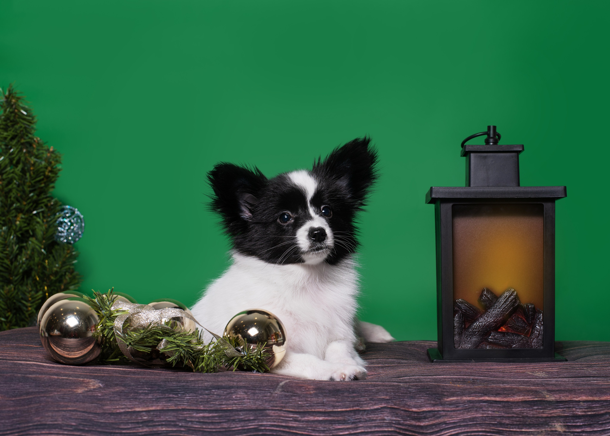 Папильончики. Дог-фотограф в Тюмени Александра Королева