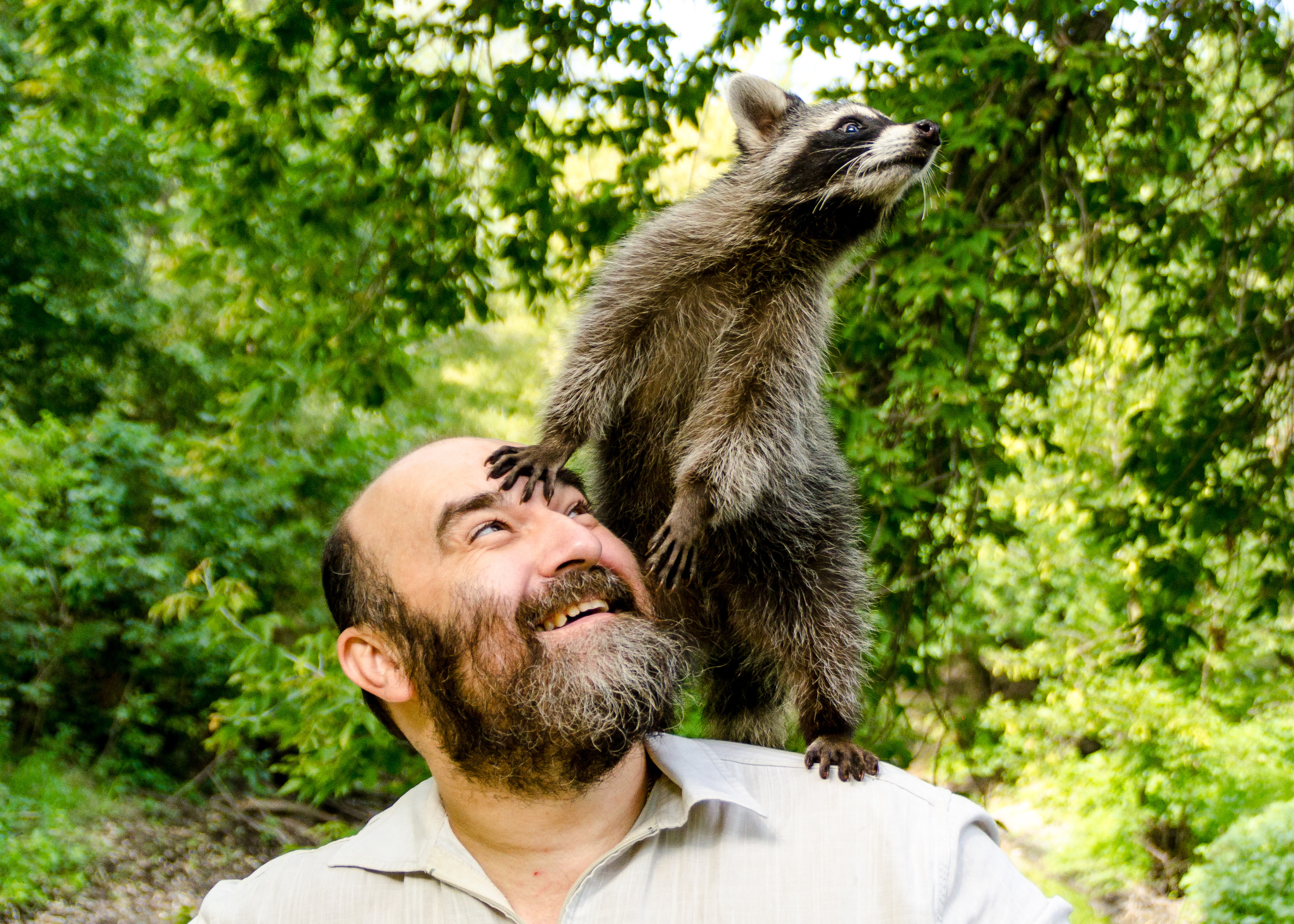 Енот на голове у человека