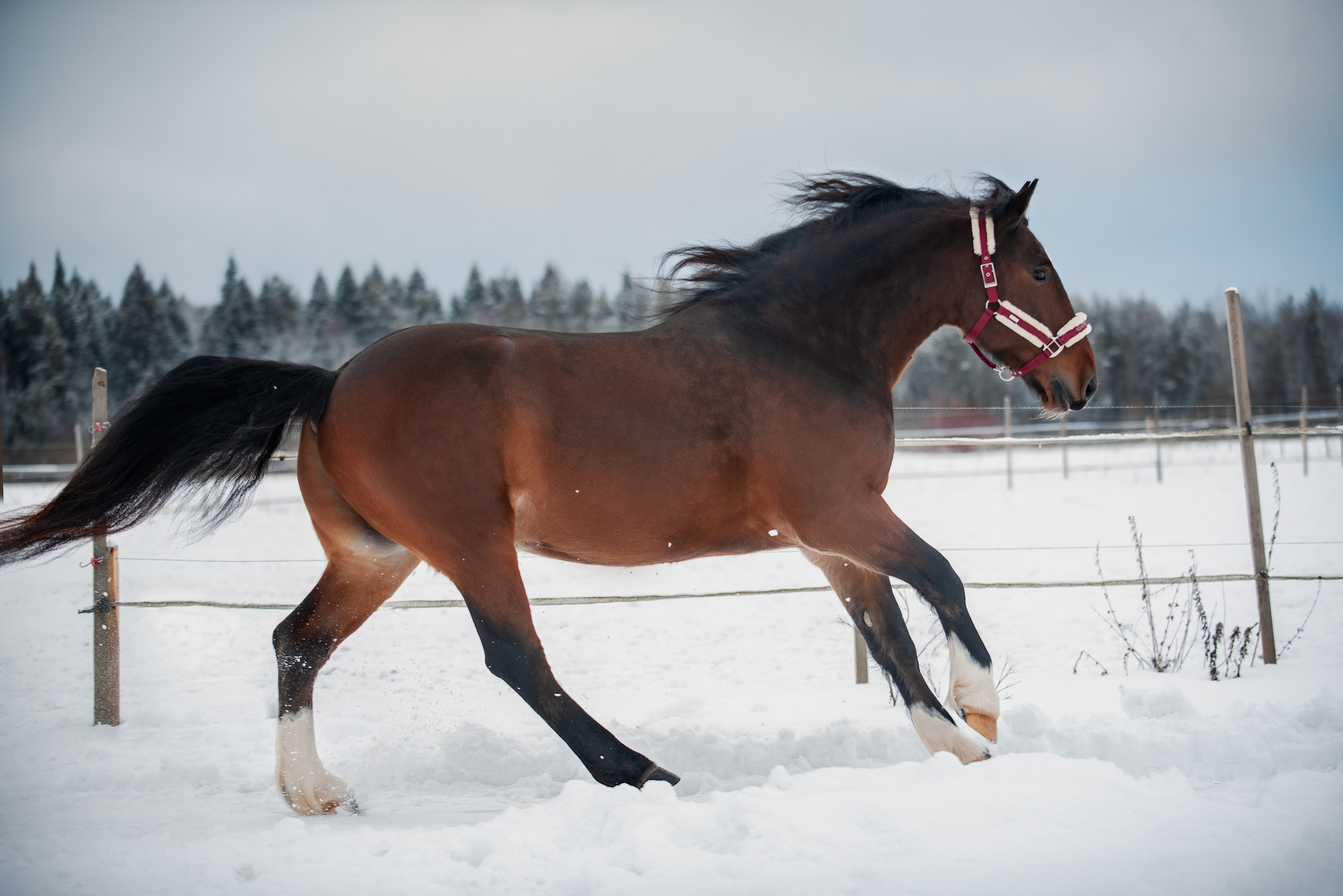 Зимний Настасьин табун. Куракина Дарья • Конный фотограф