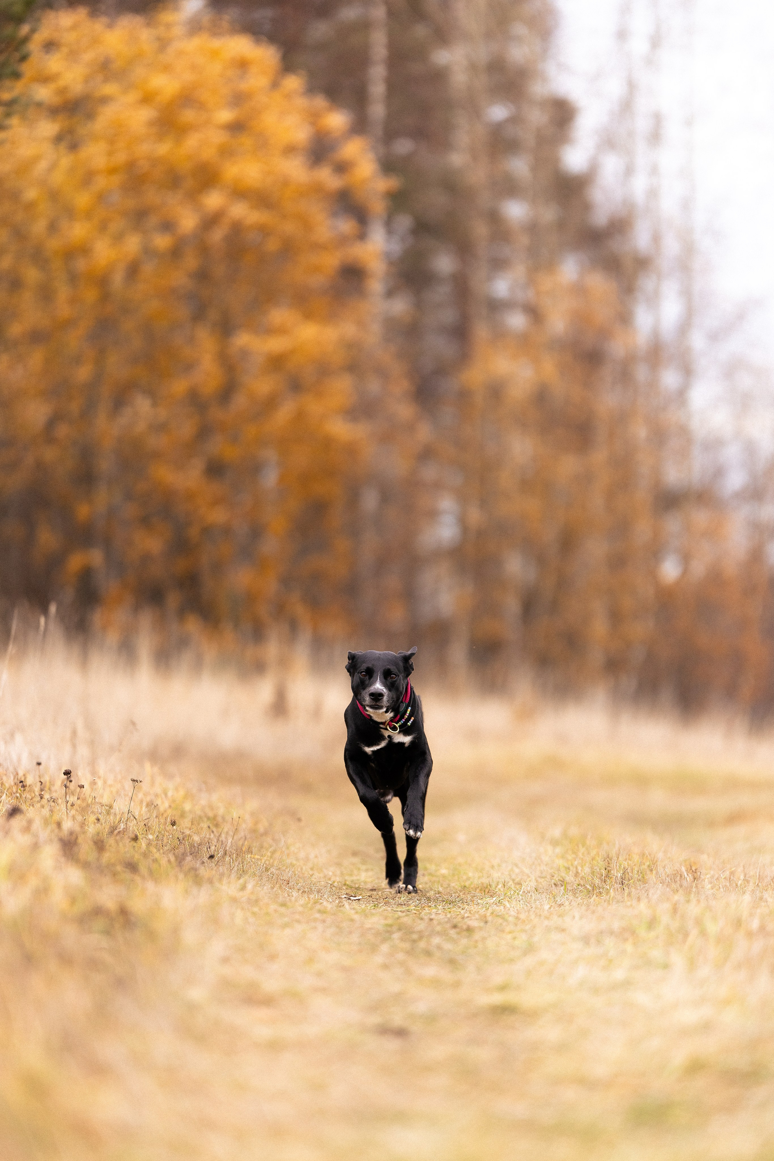Karelia. Фотограф и видеограф анималист Аганина Дарья