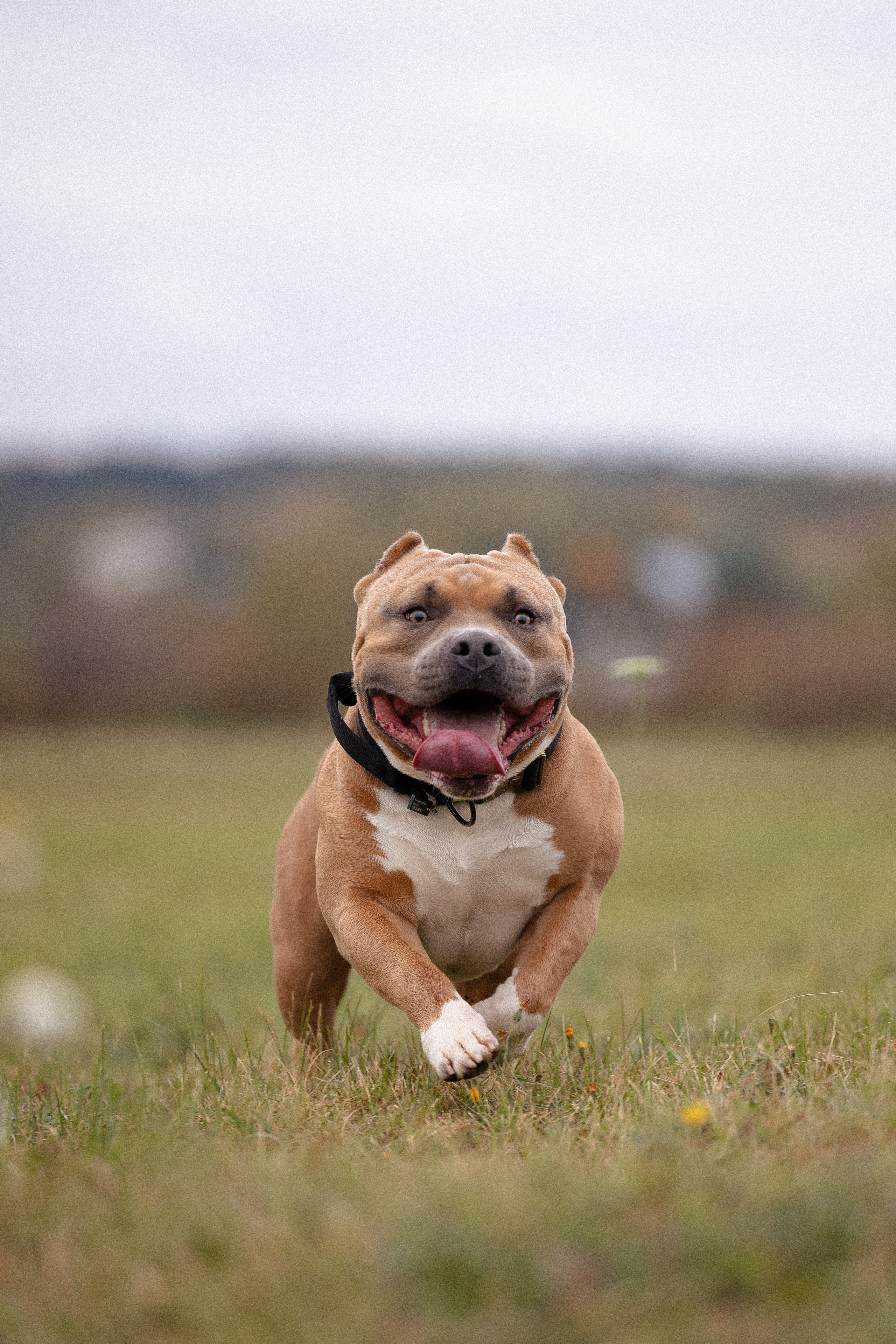 Алена и Тор. Фотограф и видеограф анималист Аганина Дарья