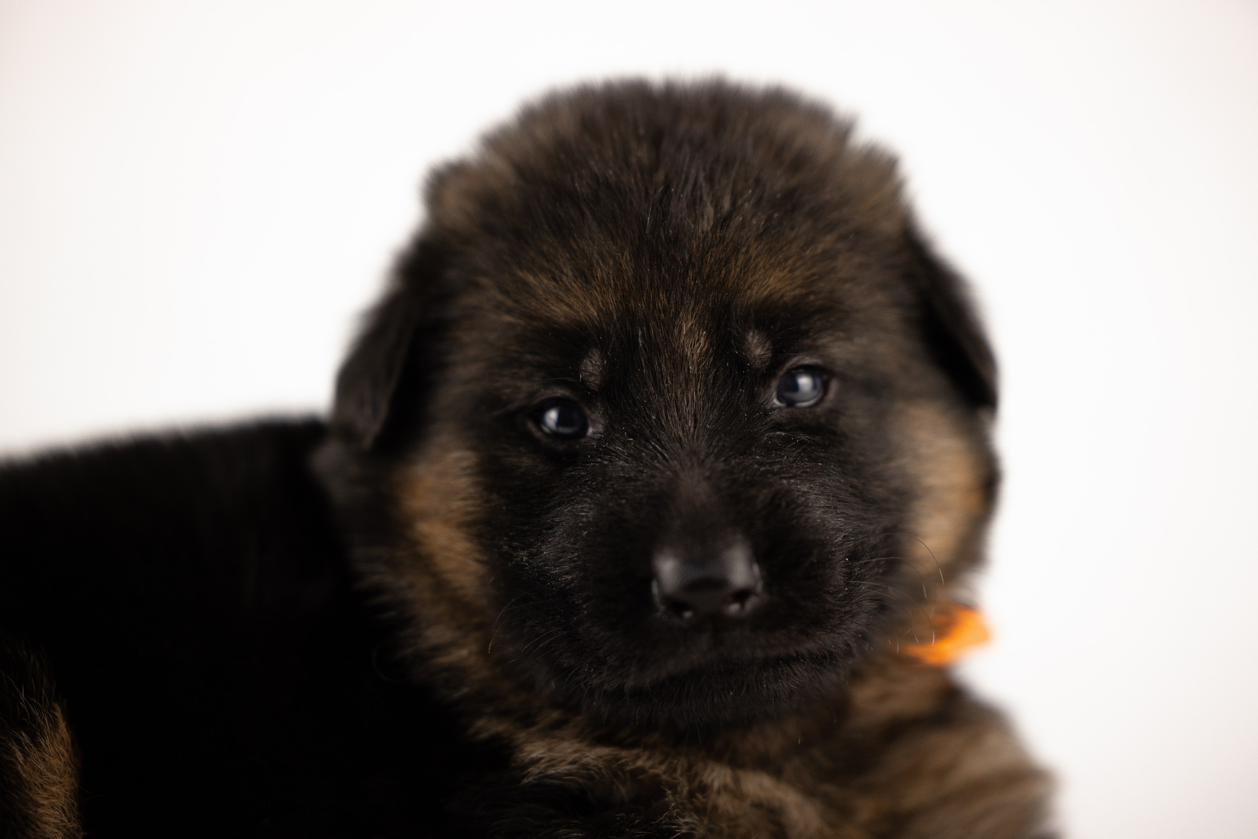 Немецкая овчарка. Фотограф и видеограф анималист Аганина Дарья