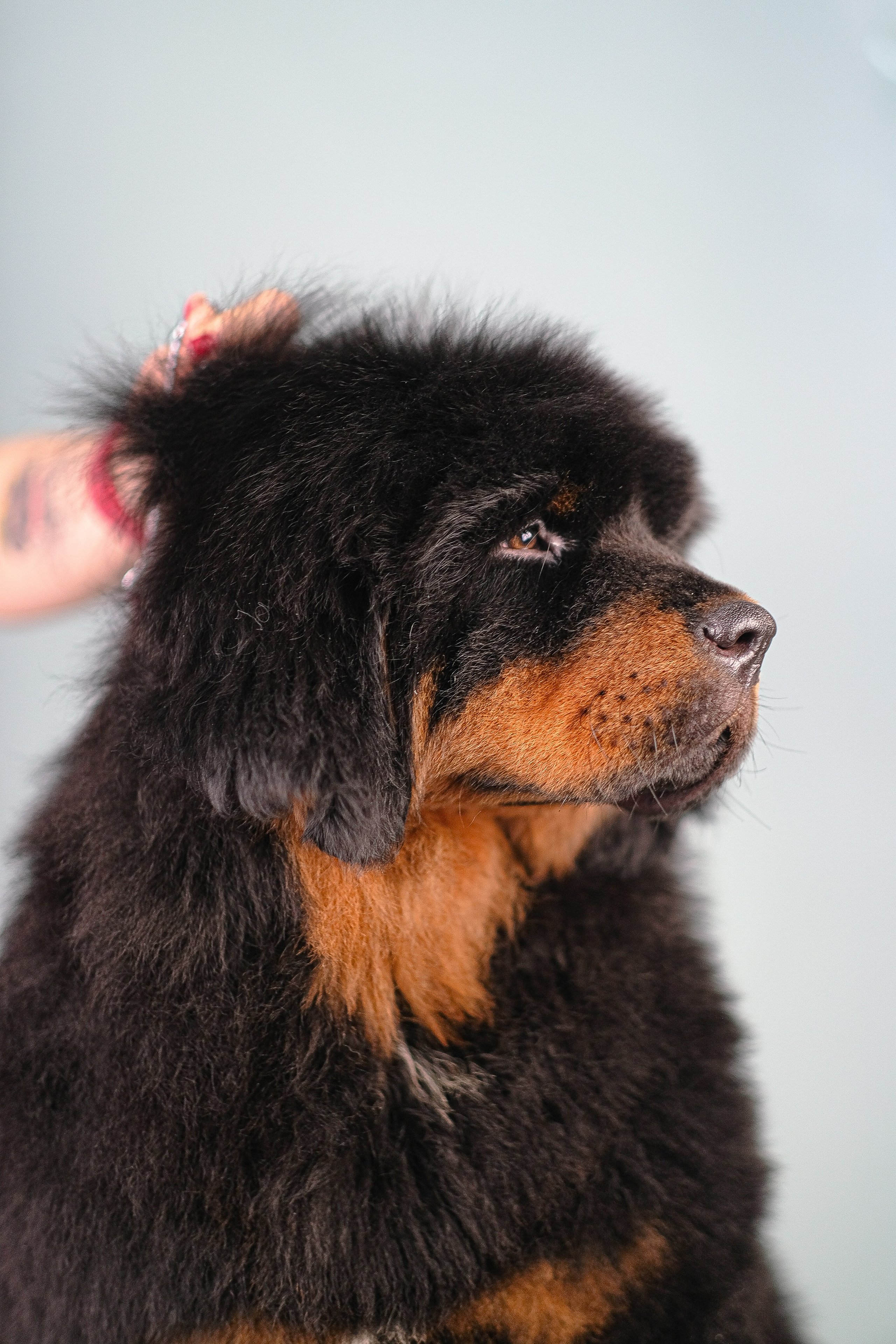 Тибетский мастиф. Фотограф и видеограф анималист Аганина Дарья