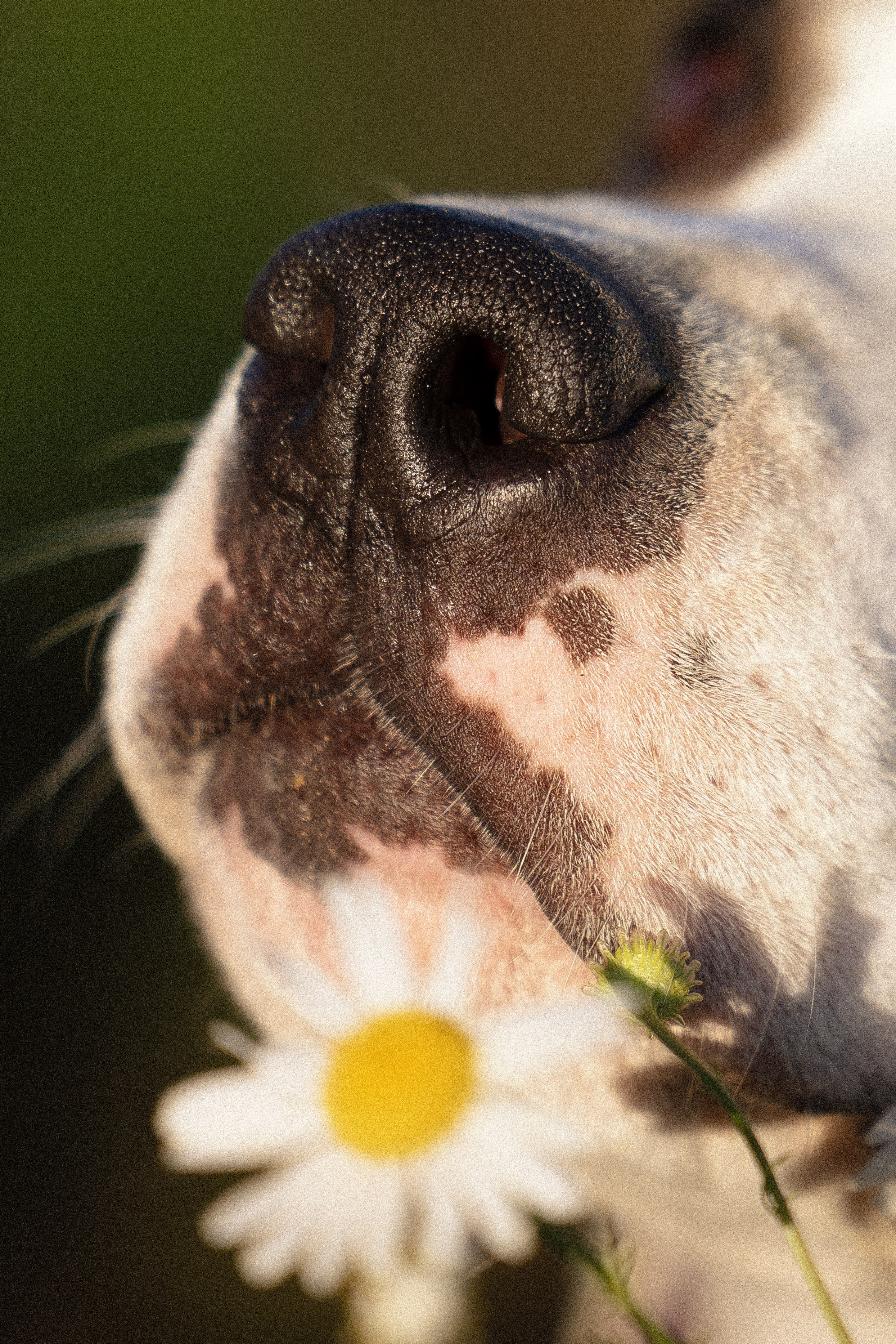Женя, Афра и Молли. Фотограф и видеограф анималист Аганина Дарья