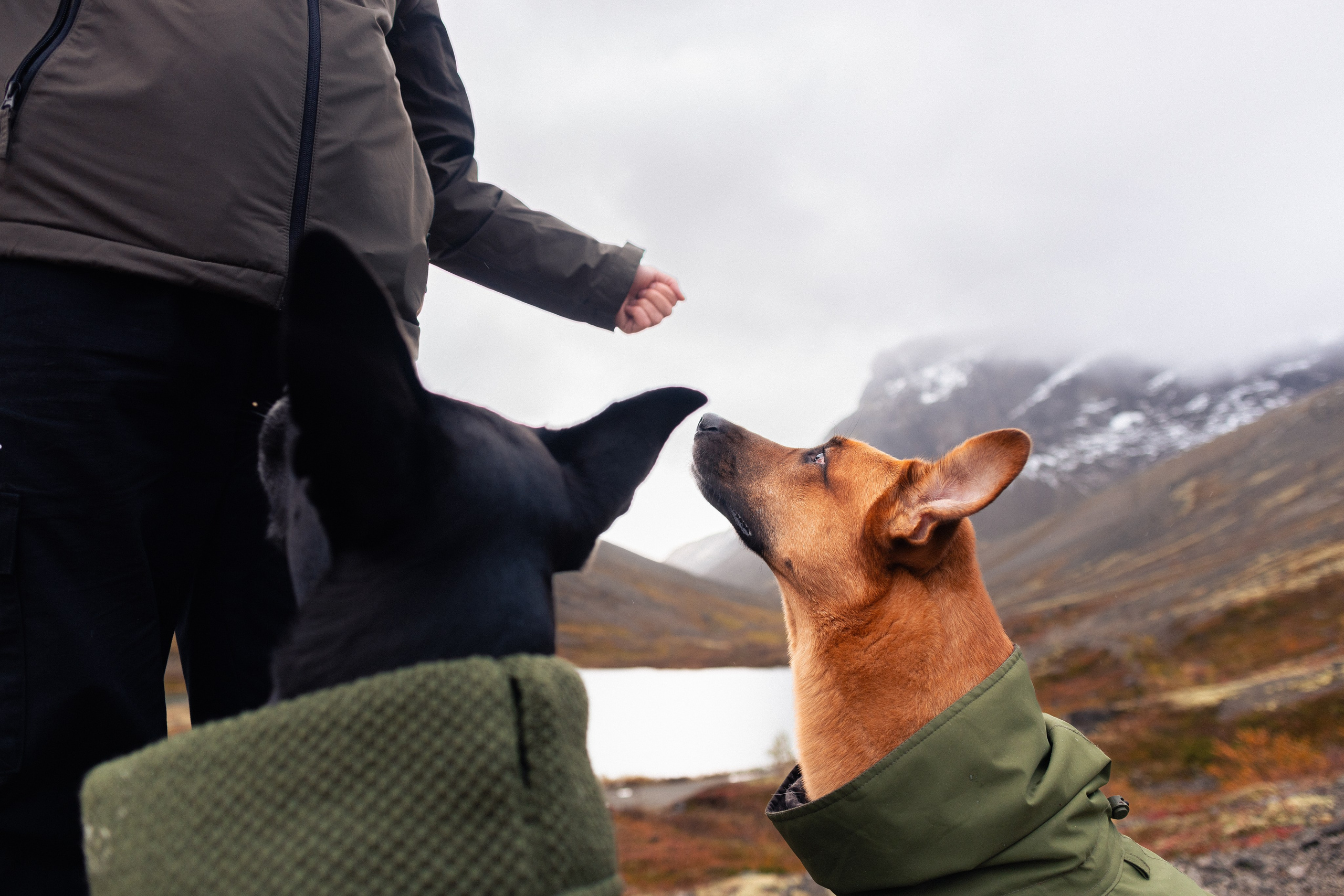 Кольский. Фотограф и видеограф анималист Аганина Дарья