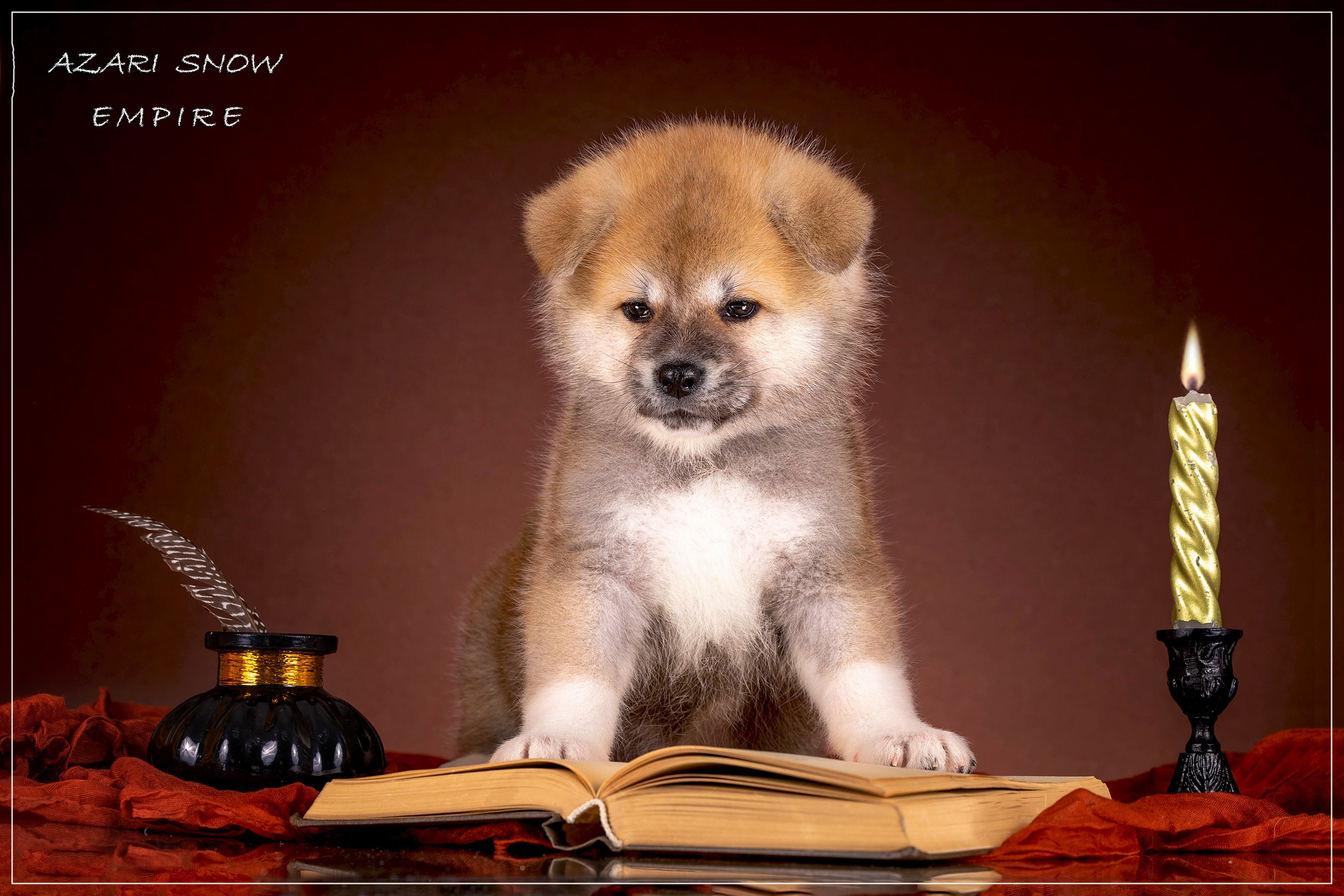 Галерея щенков. Фотограф-анималист в Омске Екатерина Маричева