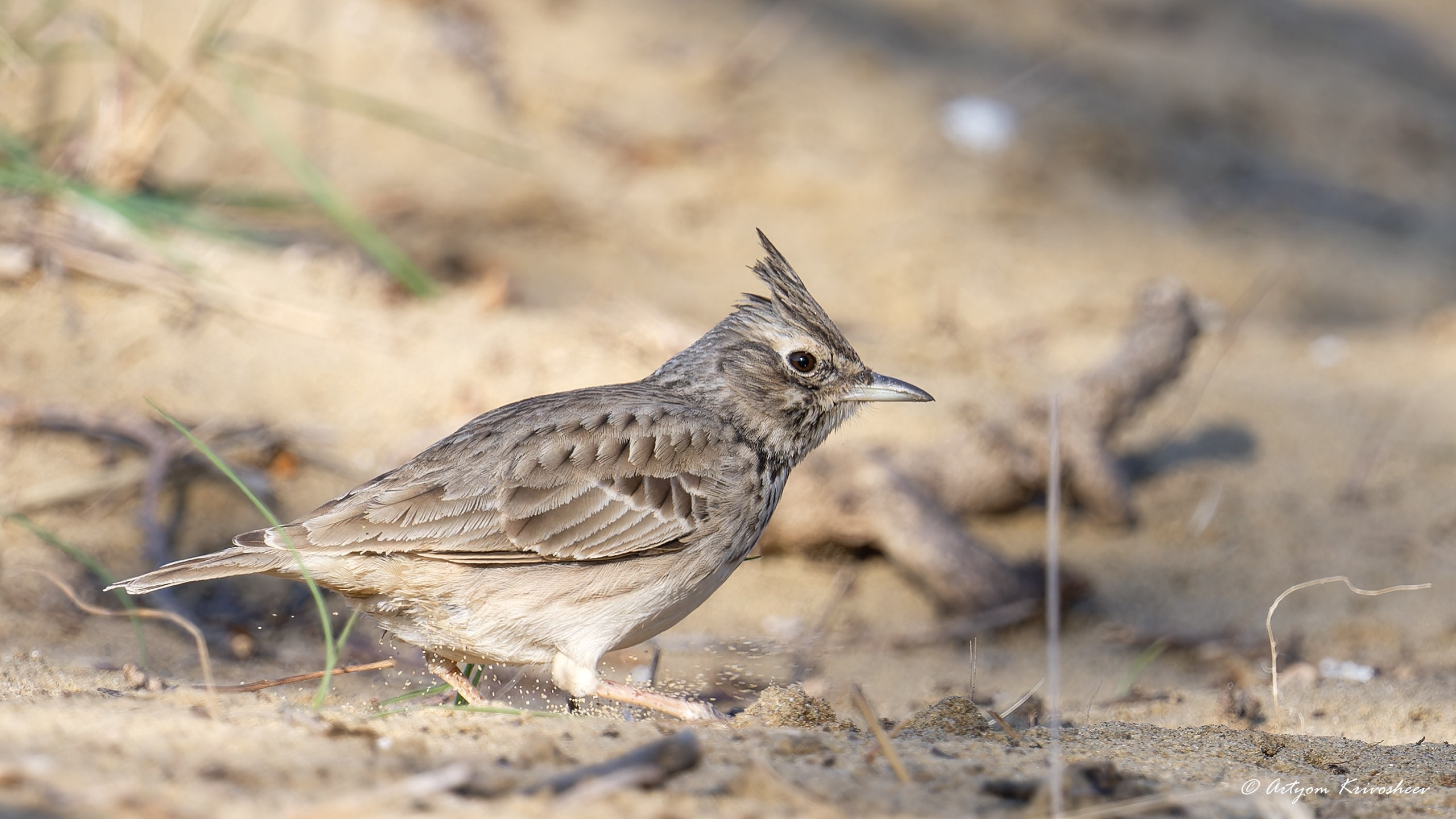 Хохлатый жаворонок. Фотограф и путешественник Артём Кривошеев