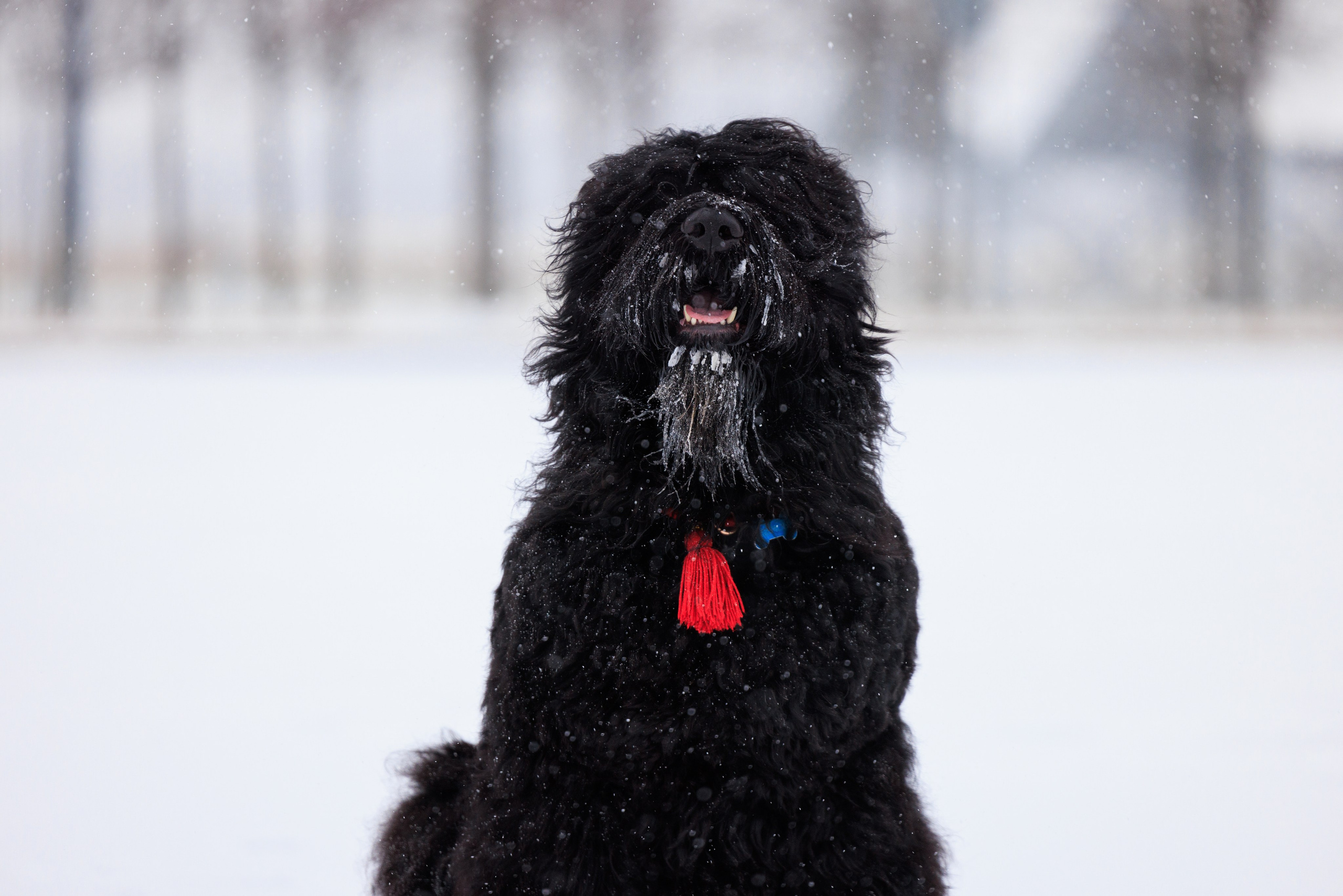 Санкт-Петербург 14.12.2024 ОС. Фотограф-анималист Юлия Германика