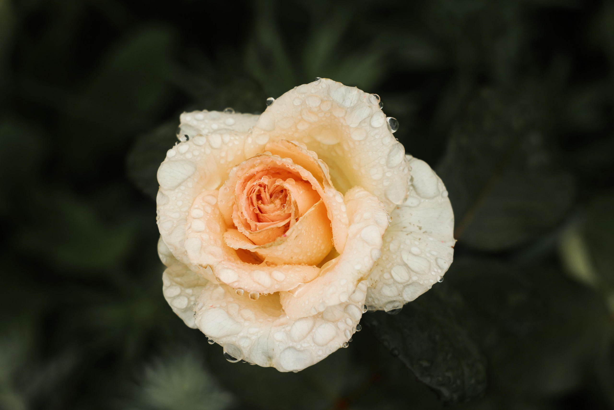 Отзывы. Свадебный и семейный фотограф в Рязани Анастасия