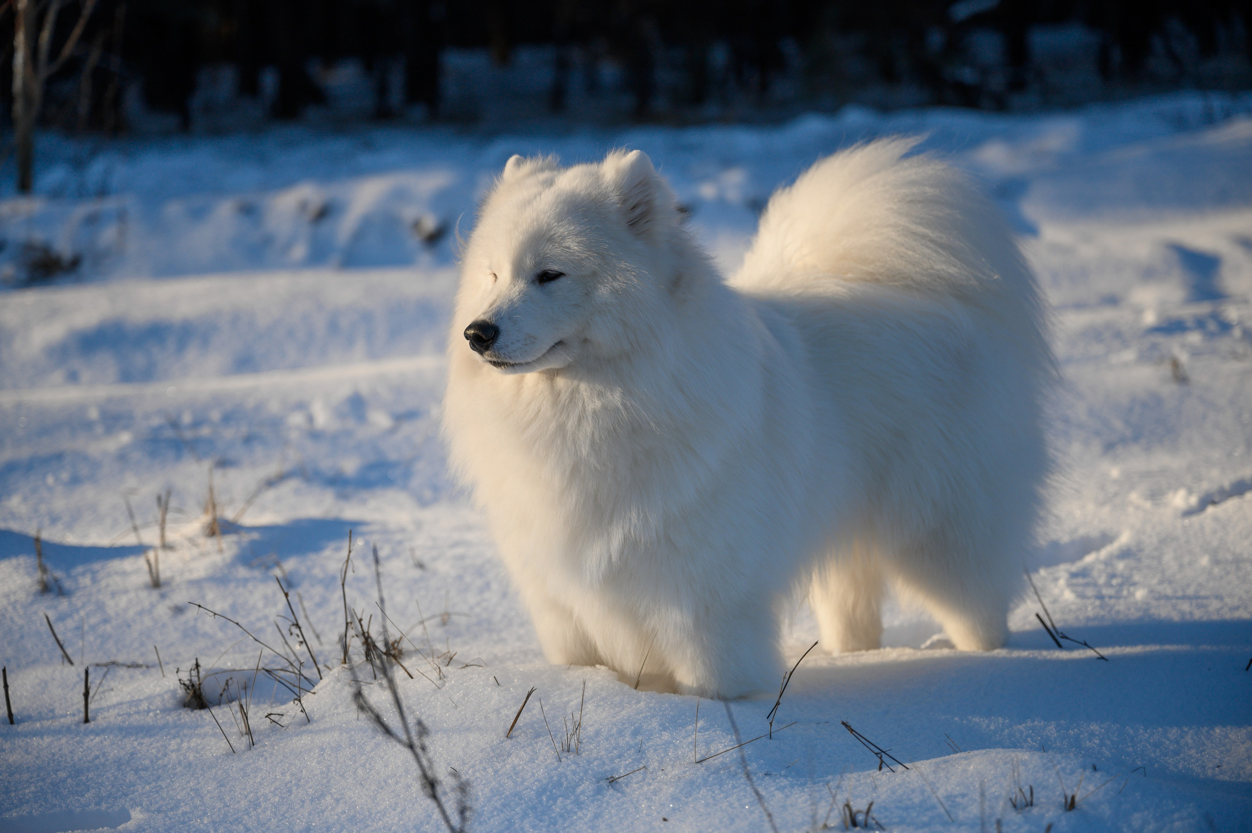 Самоед Тайфун. Bazarkom-photo.ru Фотограф Виктор Оськин в Старом Осколе