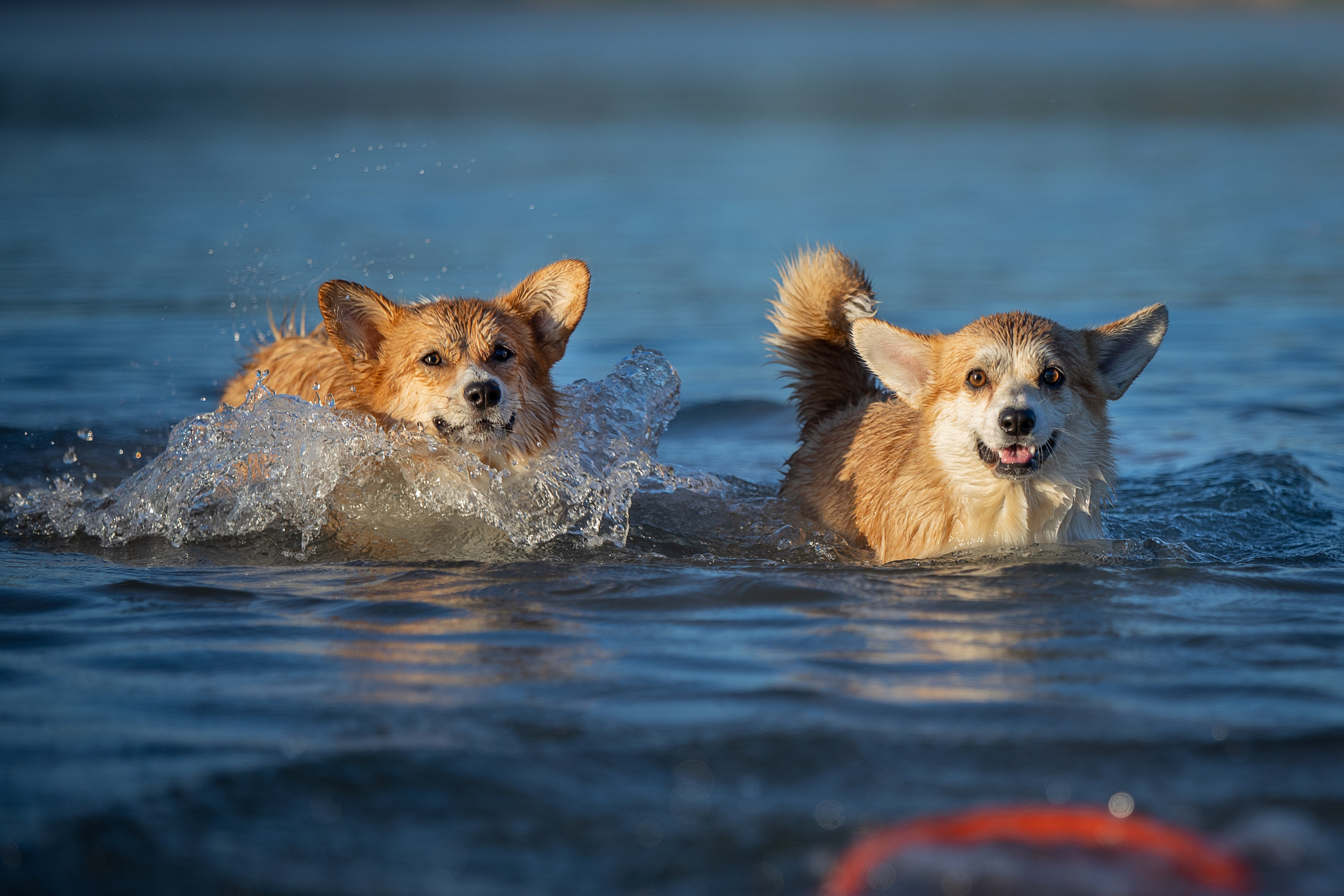 Рассвет. Фотограф-анималист Александра Шеремет