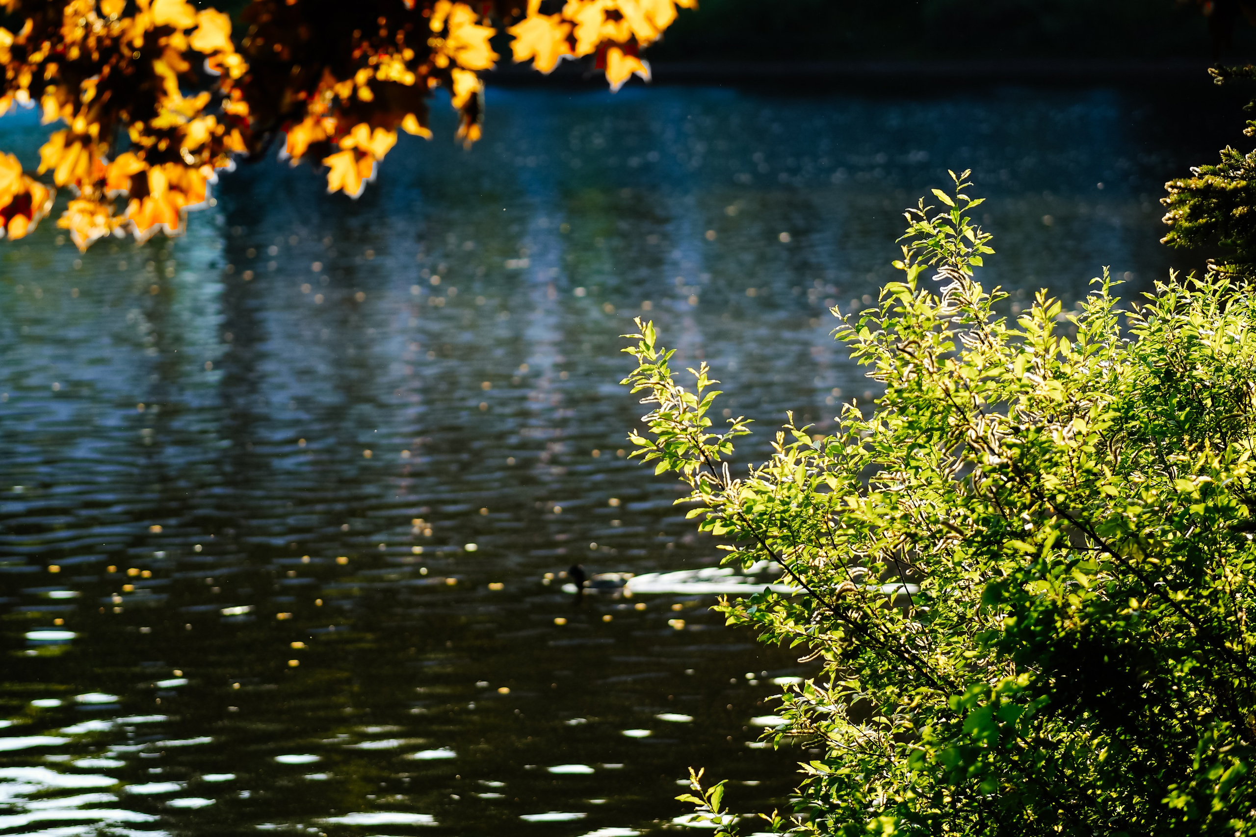Крестовский остров. Свадебный фотограф Копков Геннадий